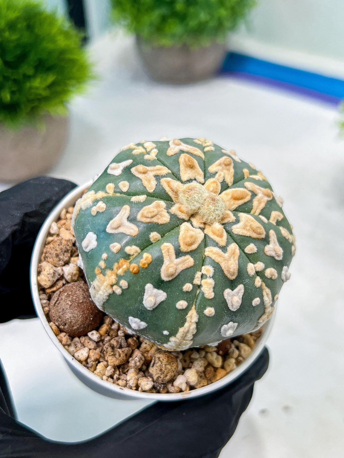 Custom Order- We’ll send you the exact live plant pictured (T8) (b1) | Imported From Japan | 3" Pot