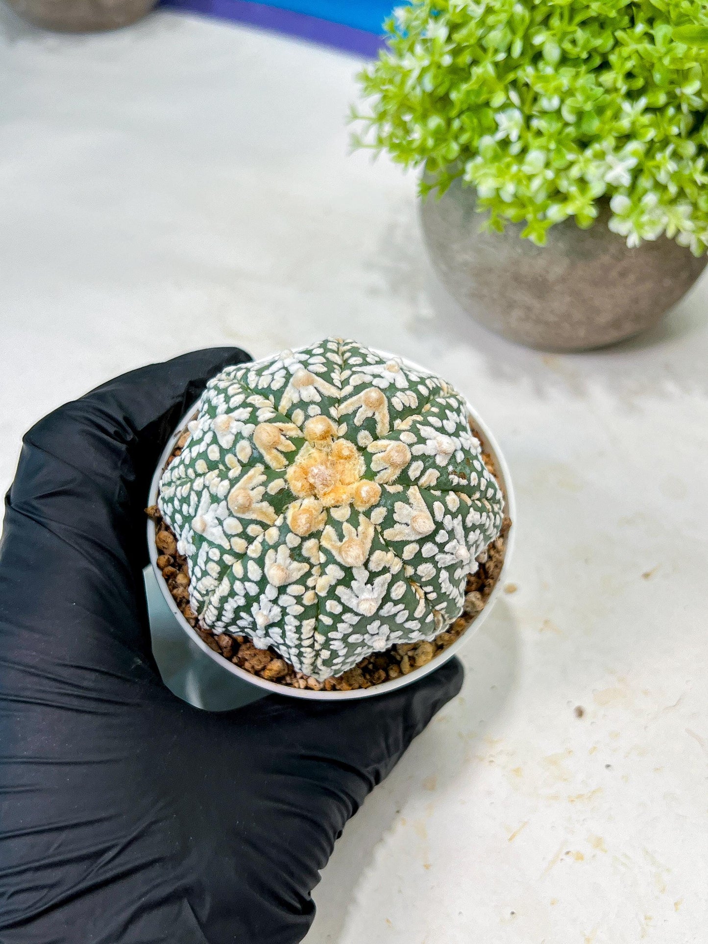 Custom Order- We’ll send you the exact live plant pictured (T8) (b2) | Las Vegas Plant Shop | 3" Pot