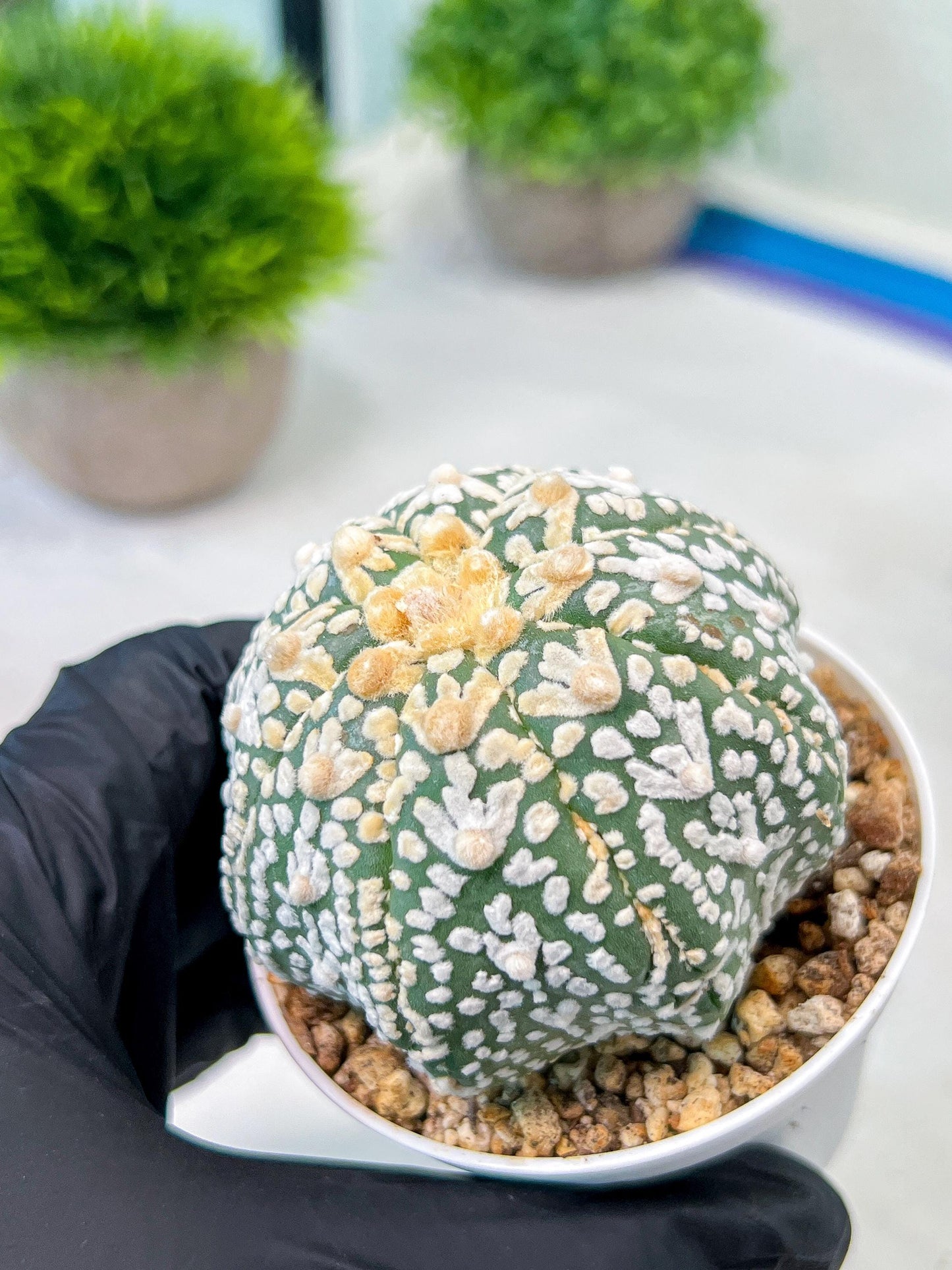 Custom Order- We’ll send you the exact live plant pictured (T8) (b2) | Las Vegas Plant Shop | 3" Pot