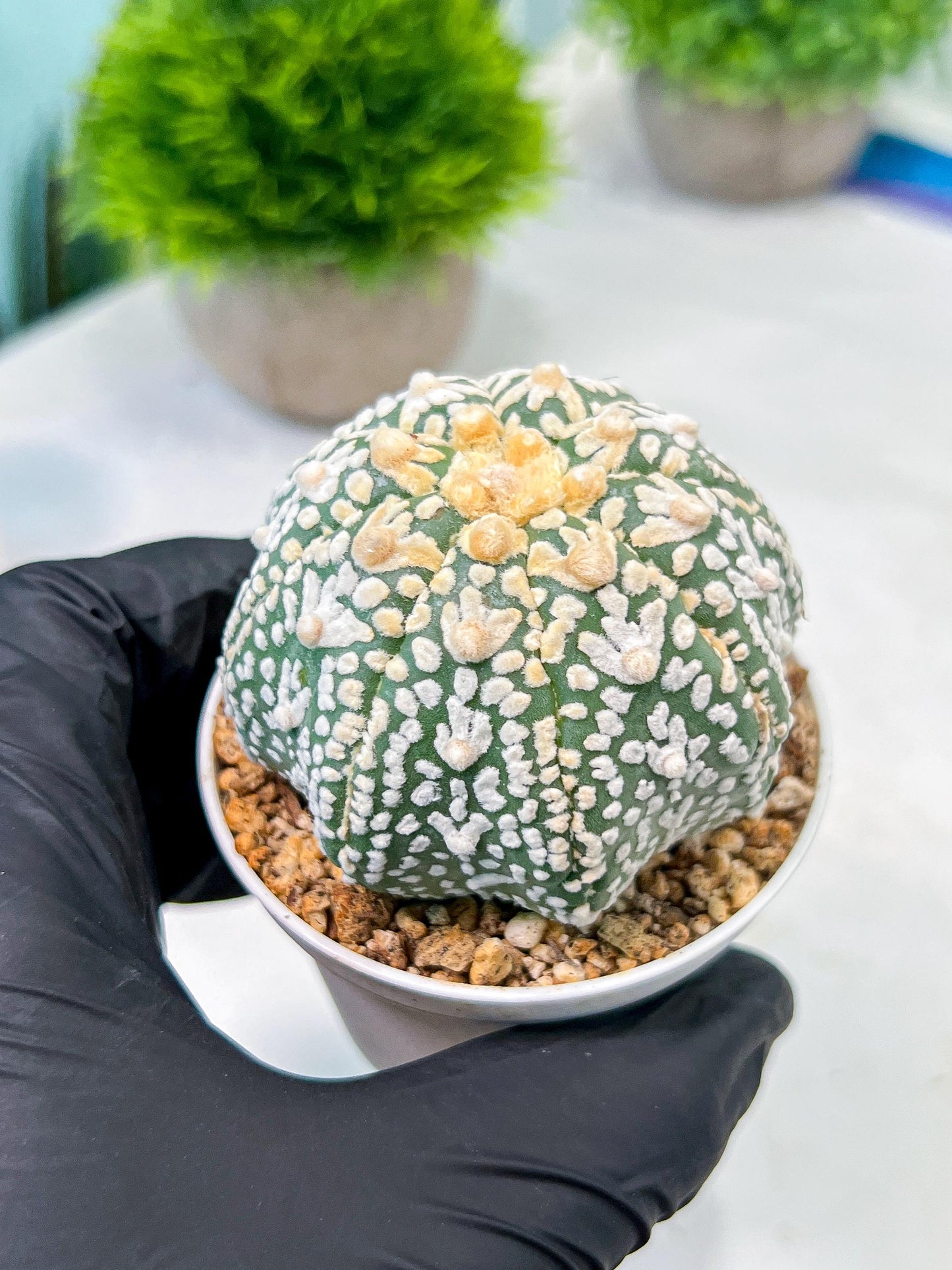 Custom Order- We’ll send you the exact live plant pictured (T8) (b2) | Las Vegas Plant Shop | 3" Pot