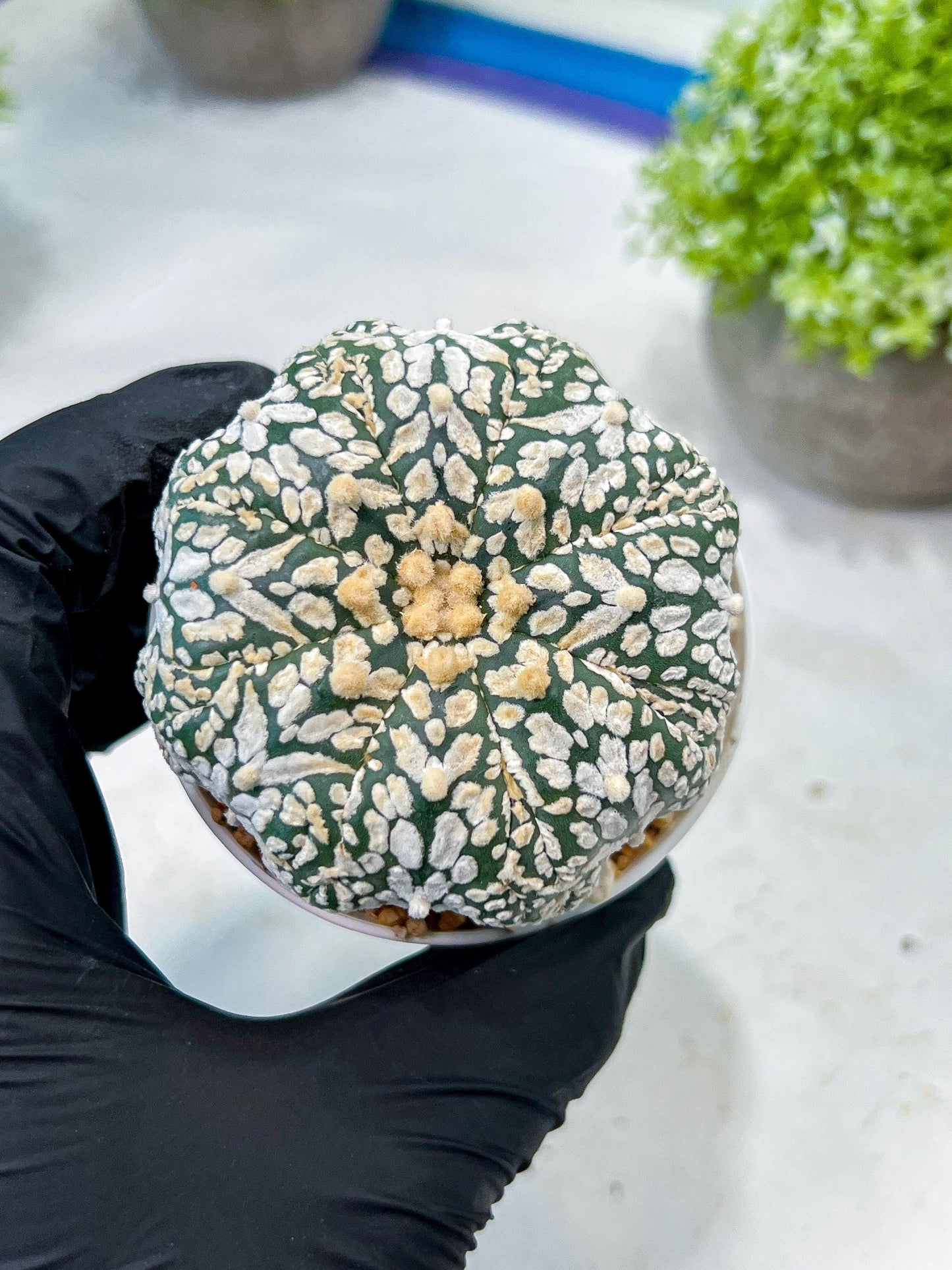 Custom Order- We’ll send you the exact live plant pictured (T8) (b3) | SHIP from USA | 3" Pot