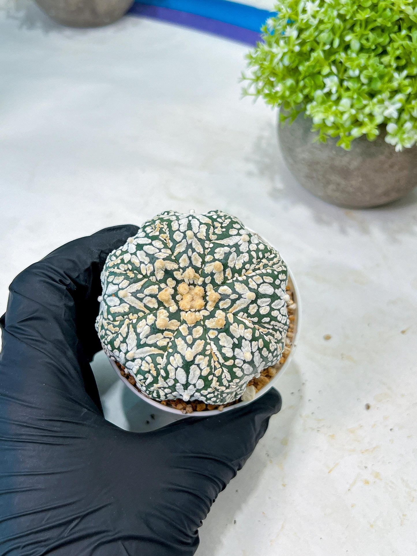 Custom Order- We’ll send you the exact live plant pictured (T8) (b3) | SHIP from USA | 3" Pot