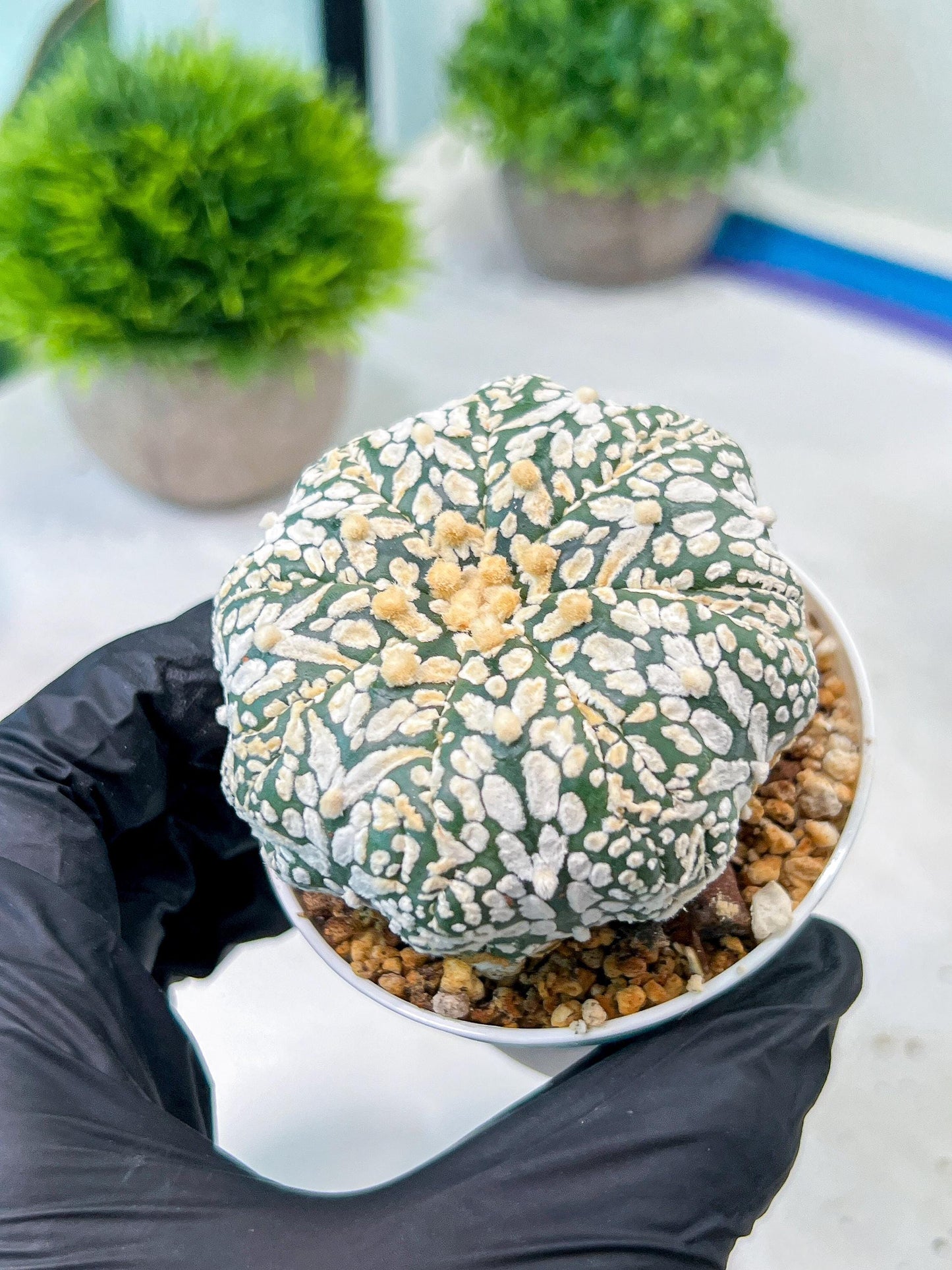 Custom Order- We’ll send you the exact live plant pictured (T8) (b3) | SHIP from USA | 3" Pot