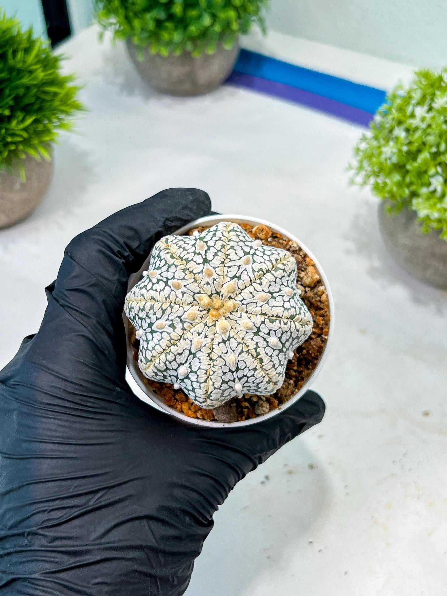 Custom Order- We’ll send you the exact live plant pictured (T8) (b4) | Las Vegas PLANT SELLER| 3" Pot