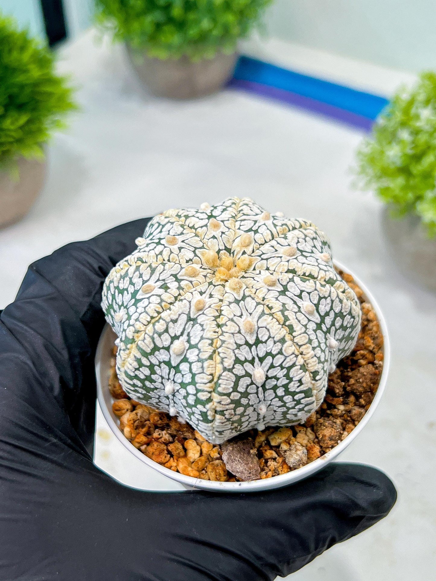 Custom Order- We’ll send you the exact live plant pictured (T8) (b4) | Las Vegas PLANT SELLER| 3" Pot