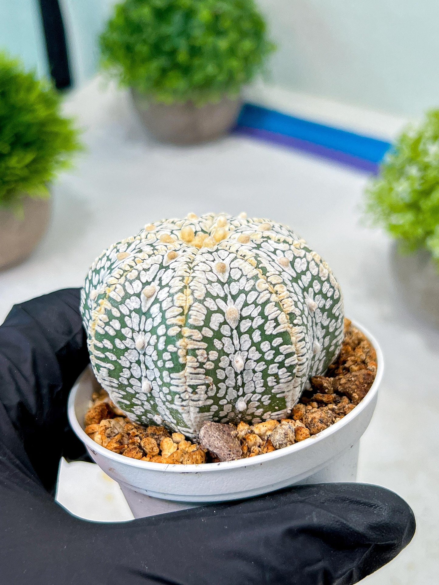 Custom Order- We’ll send you the exact live plant pictured (T8) (b4) | Las Vegas PLANT SELLER| 3" Pot