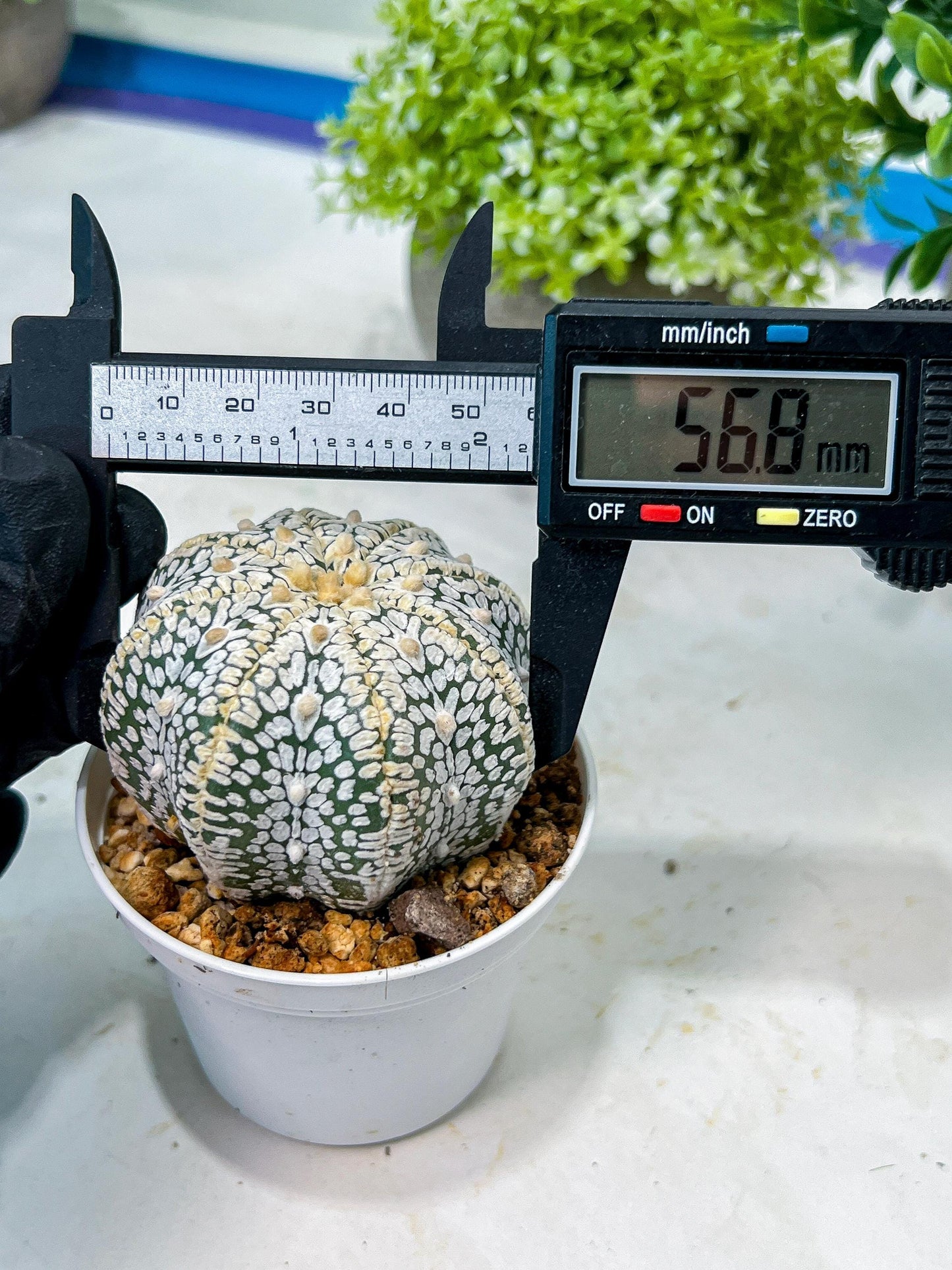 Custom Order- We’ll send you the exact live plant pictured (T8) (b4) | Las Vegas PLANT SELLER| 3" Pot