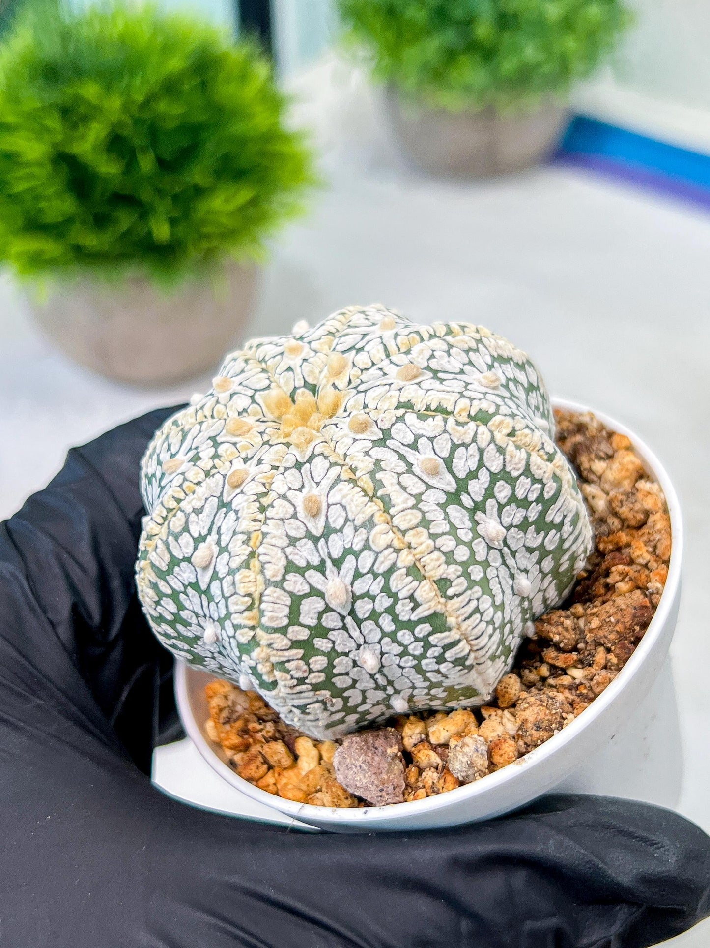 Custom Order- We’ll send you the exact live plant pictured (T8) (b4) | Las Vegas PLANT SELLER| 3" Pot