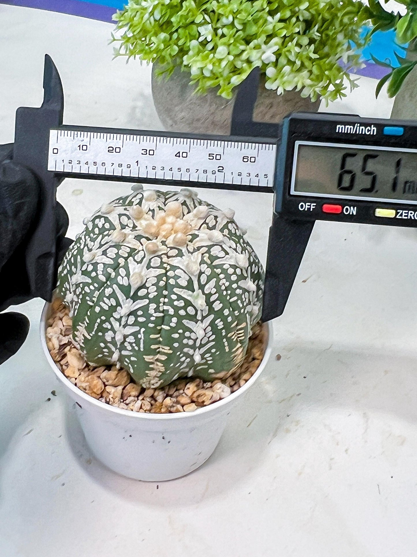 Custom Order- We’ll send you the exact live plant pictured (T8) (b5) | Las Vegas Plant Shp | 3" Pot