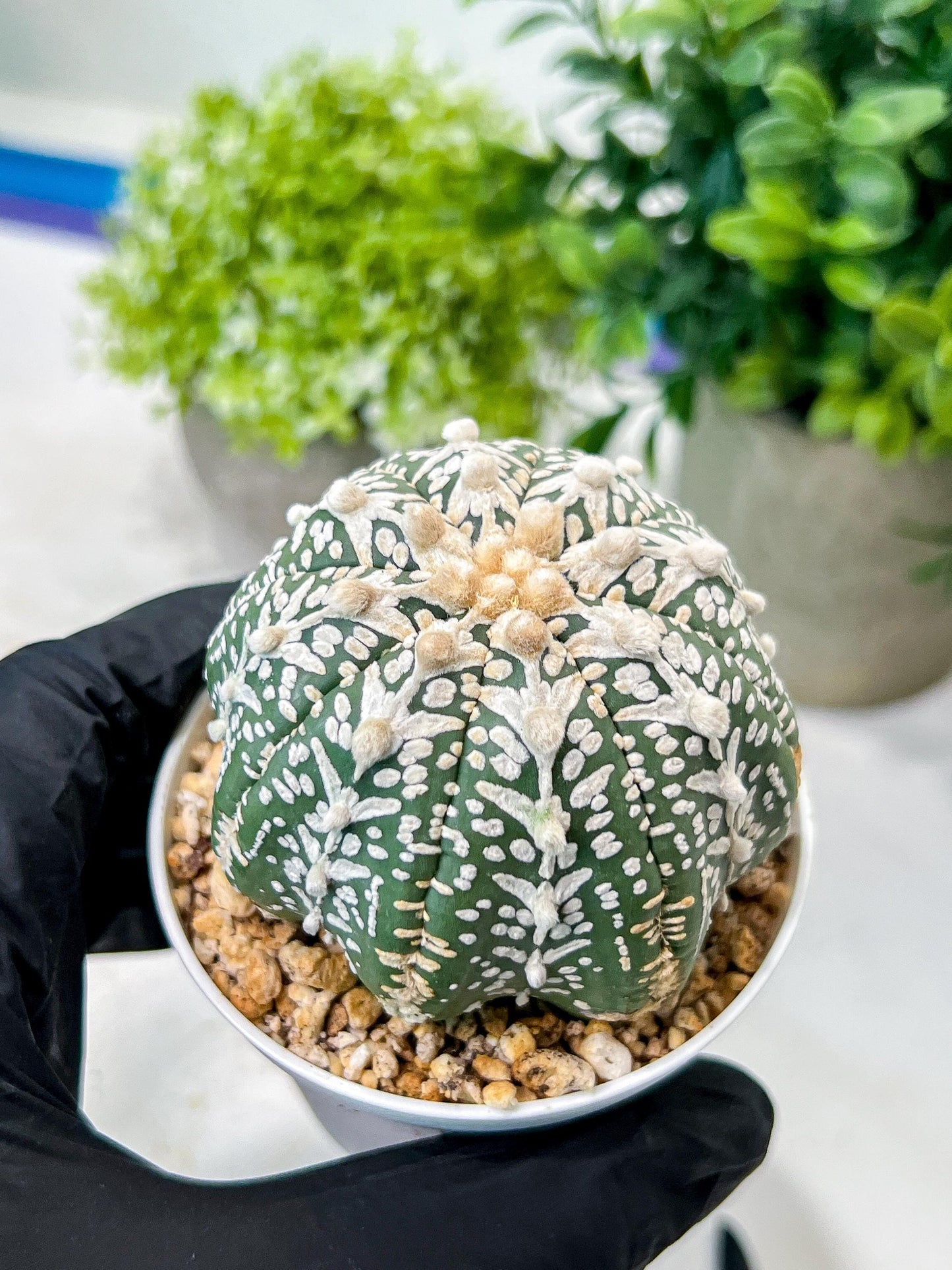 Custom Order- We’ll send you the exact live plant pictured (T8) (b5) | Las Vegas Plant Shp | 3" Pot