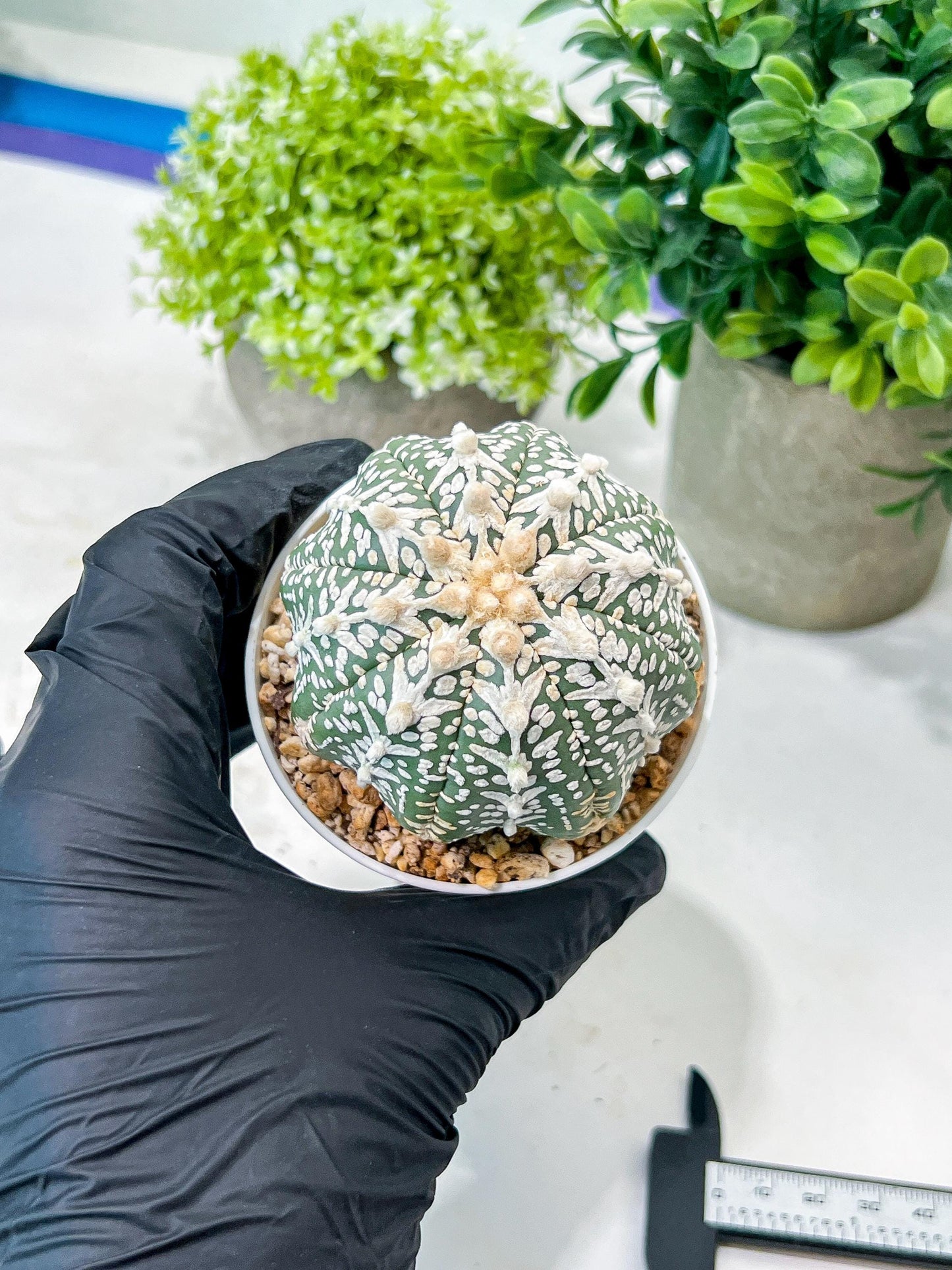 Custom Order- We’ll send you the exact live plant pictured (T8) (b5) | Las Vegas Plant Shp | 3" Pot