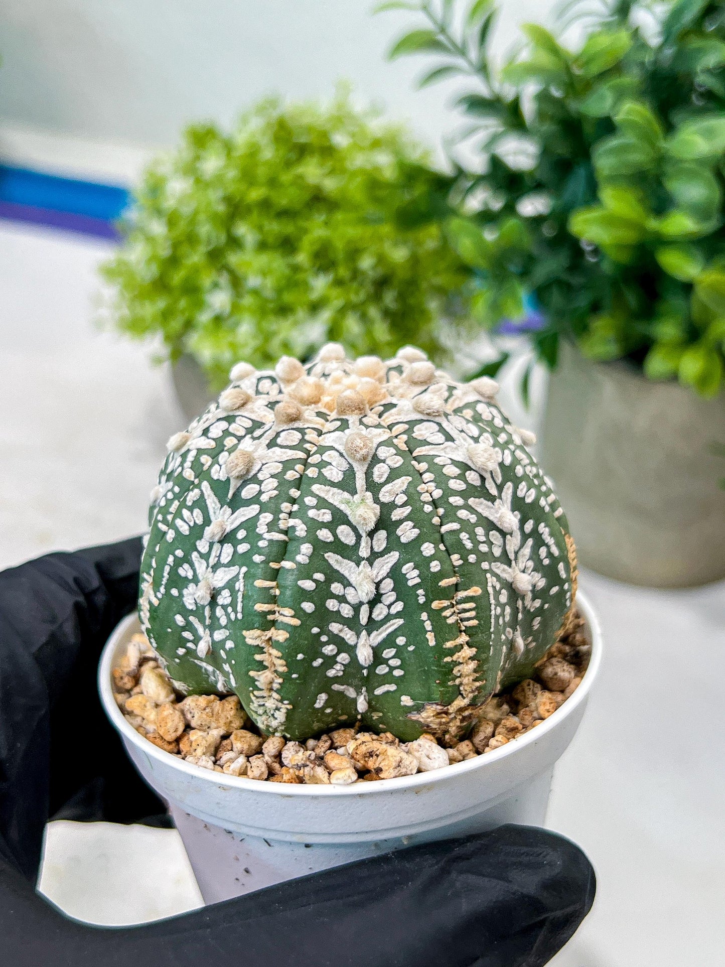 Custom Order- We’ll send you the exact live plant pictured (T8) (b5) | Las Vegas Plant Shp | 3" Pot