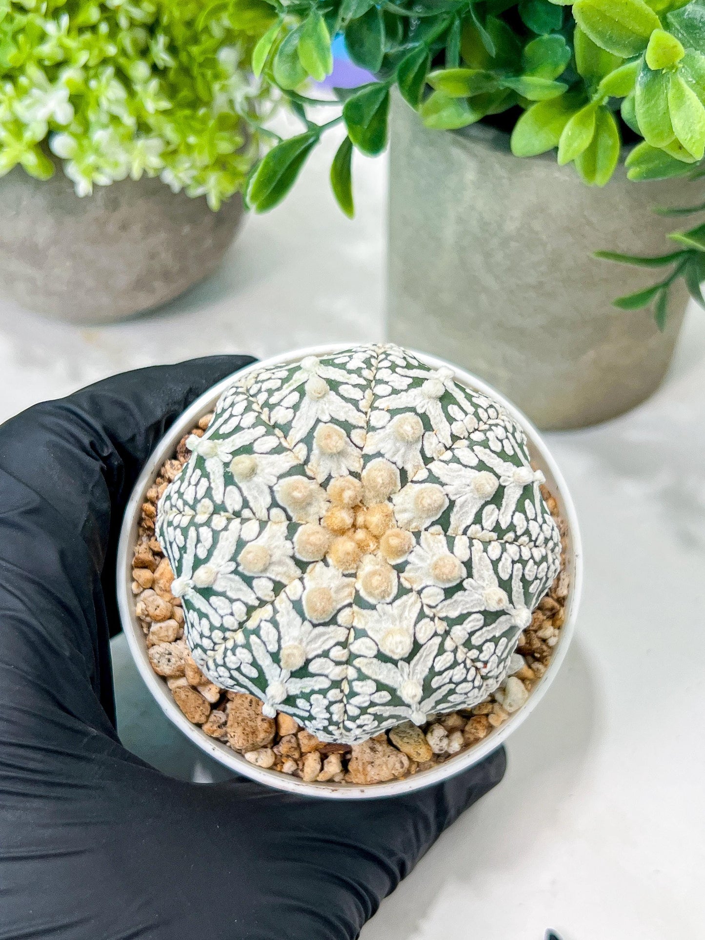 Custom Order- We’ll send you the exact live plant pictured (T8) (b6) | American Plant Seller | 3" Pot