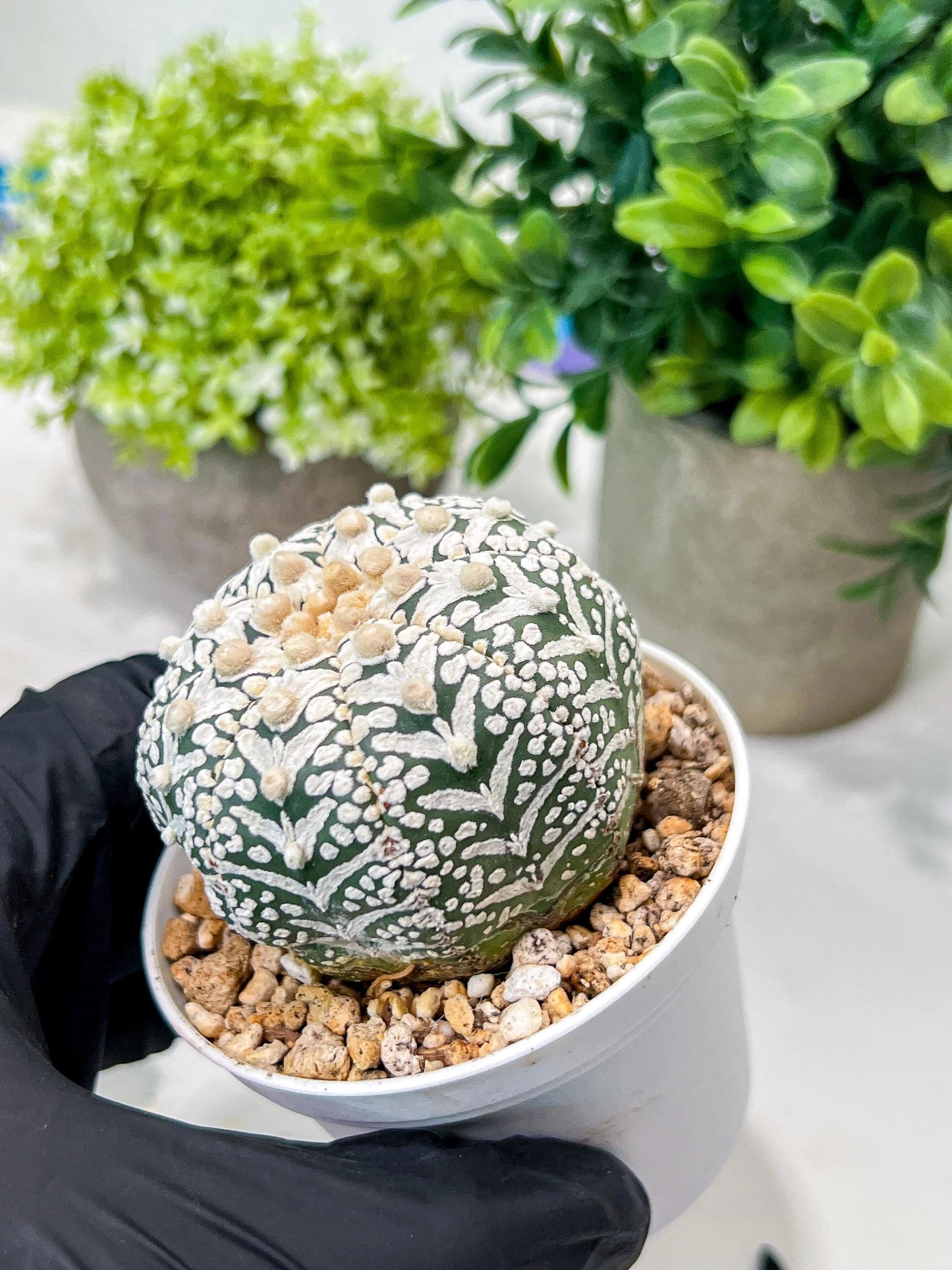Custom Order- We’ll send you the exact live plant pictured (T8) (b6) | American Plant Seller | 3" Pot
