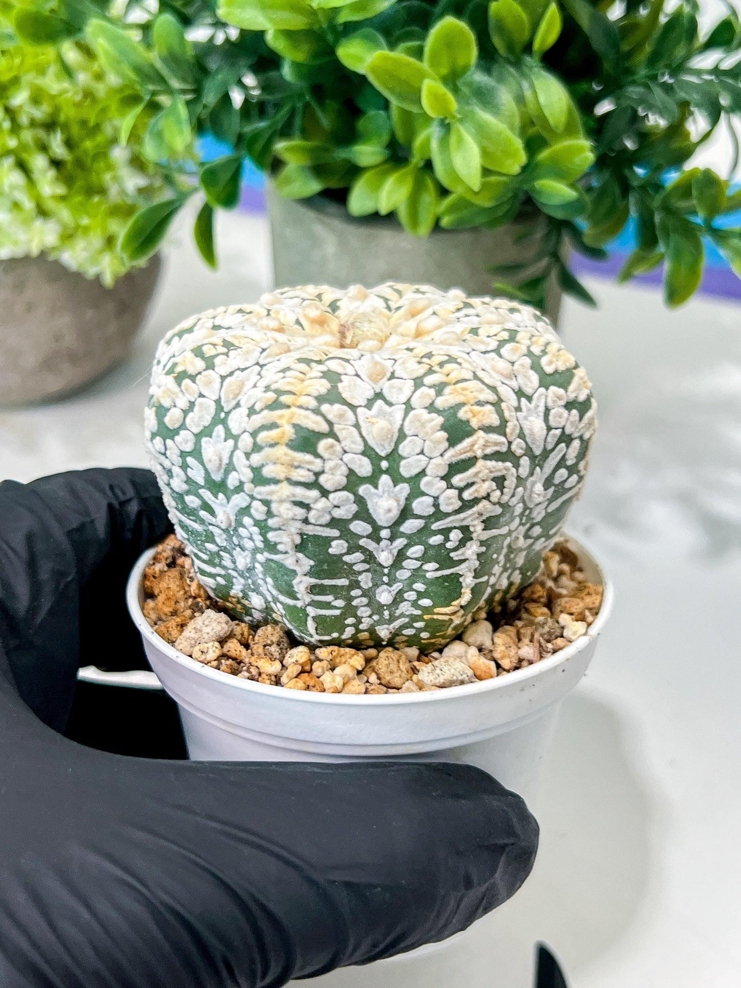 Custom Order- We’ll send you the exact live plant pictured (T8) (b7) | Nevada Plant Seller | 3" Pot