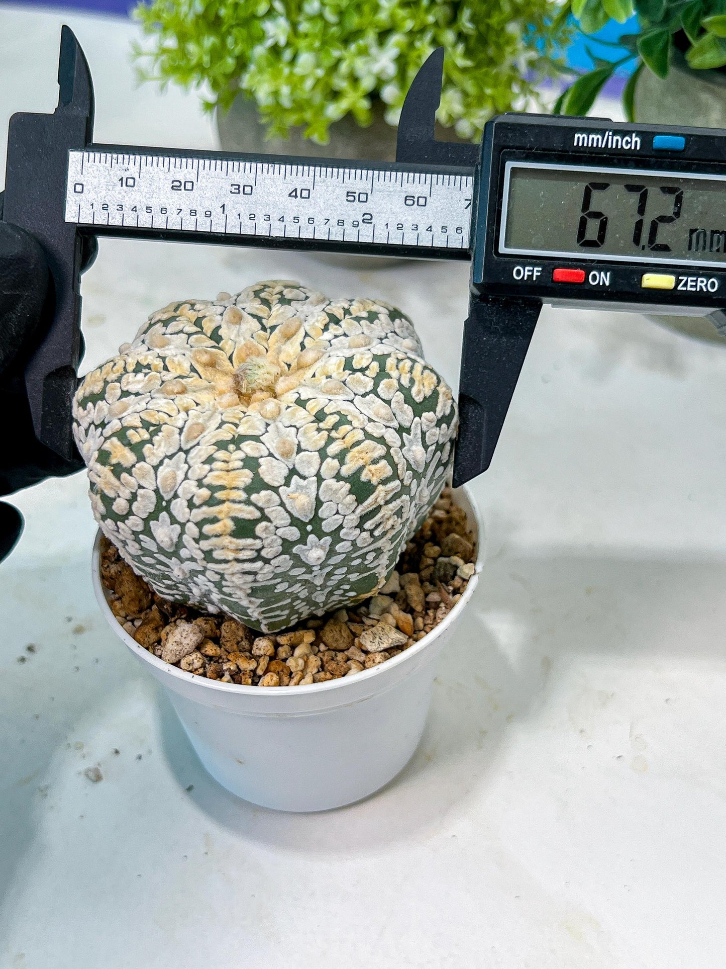 Custom Order- We’ll send you the exact live plant pictured (T8) (b7) | Nevada Plant Seller | 3" Pot