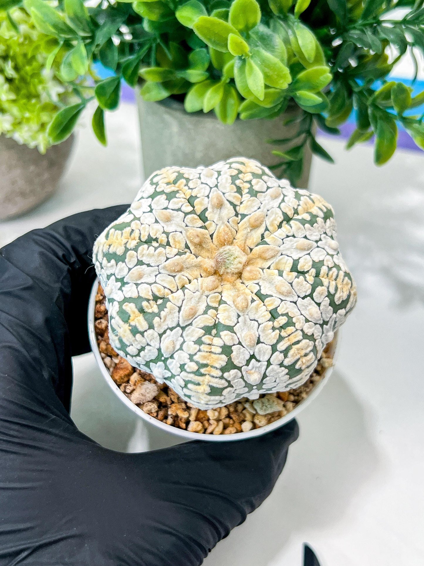 Custom Order- We’ll send you the exact live plant pictured (T8) (b7) | Nevada Plant Seller | 3" Pot