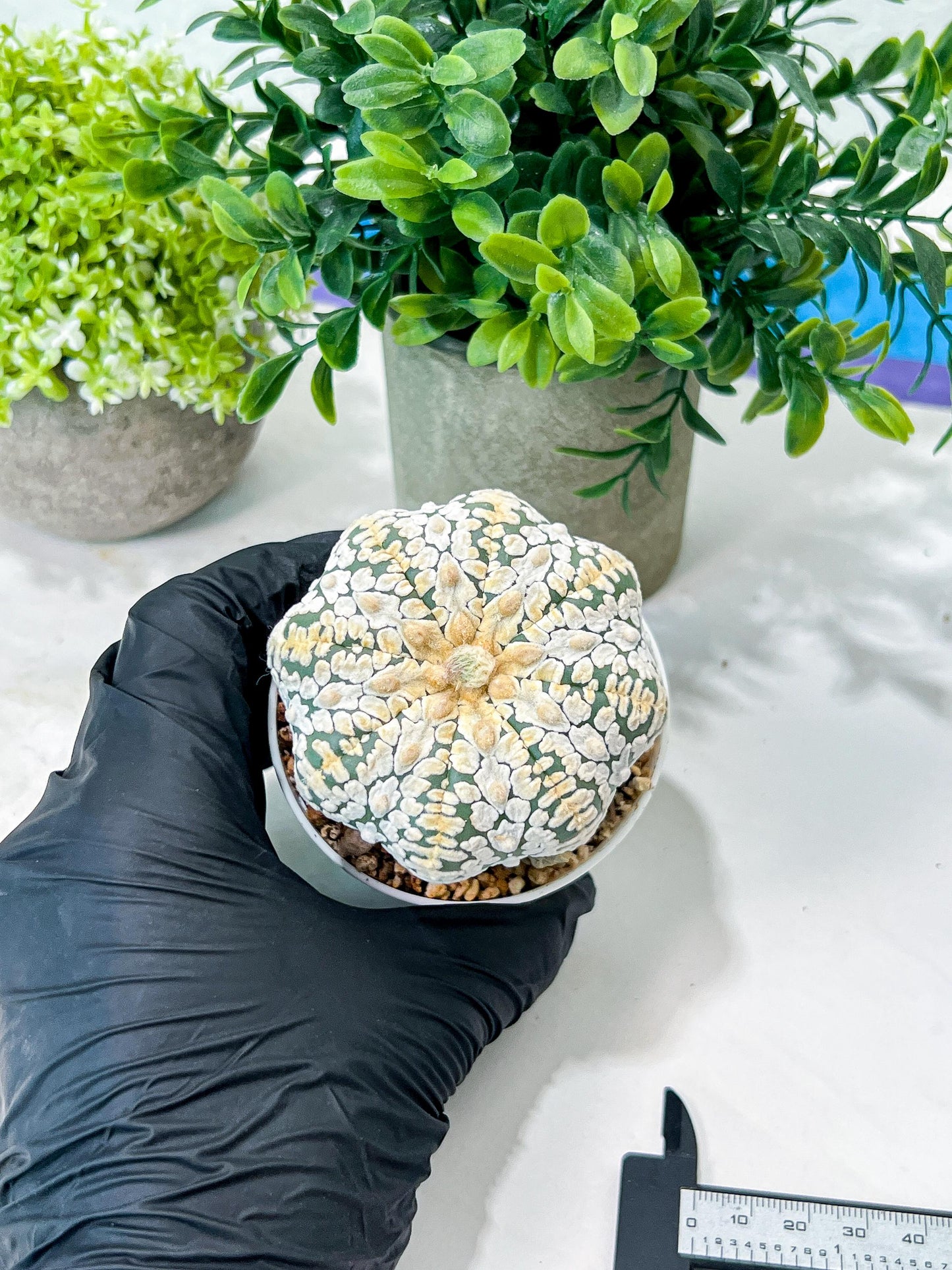 Custom Order- We’ll send you the exact live plant pictured (T8) (b7) | Nevada Plant Seller | 3" Pot