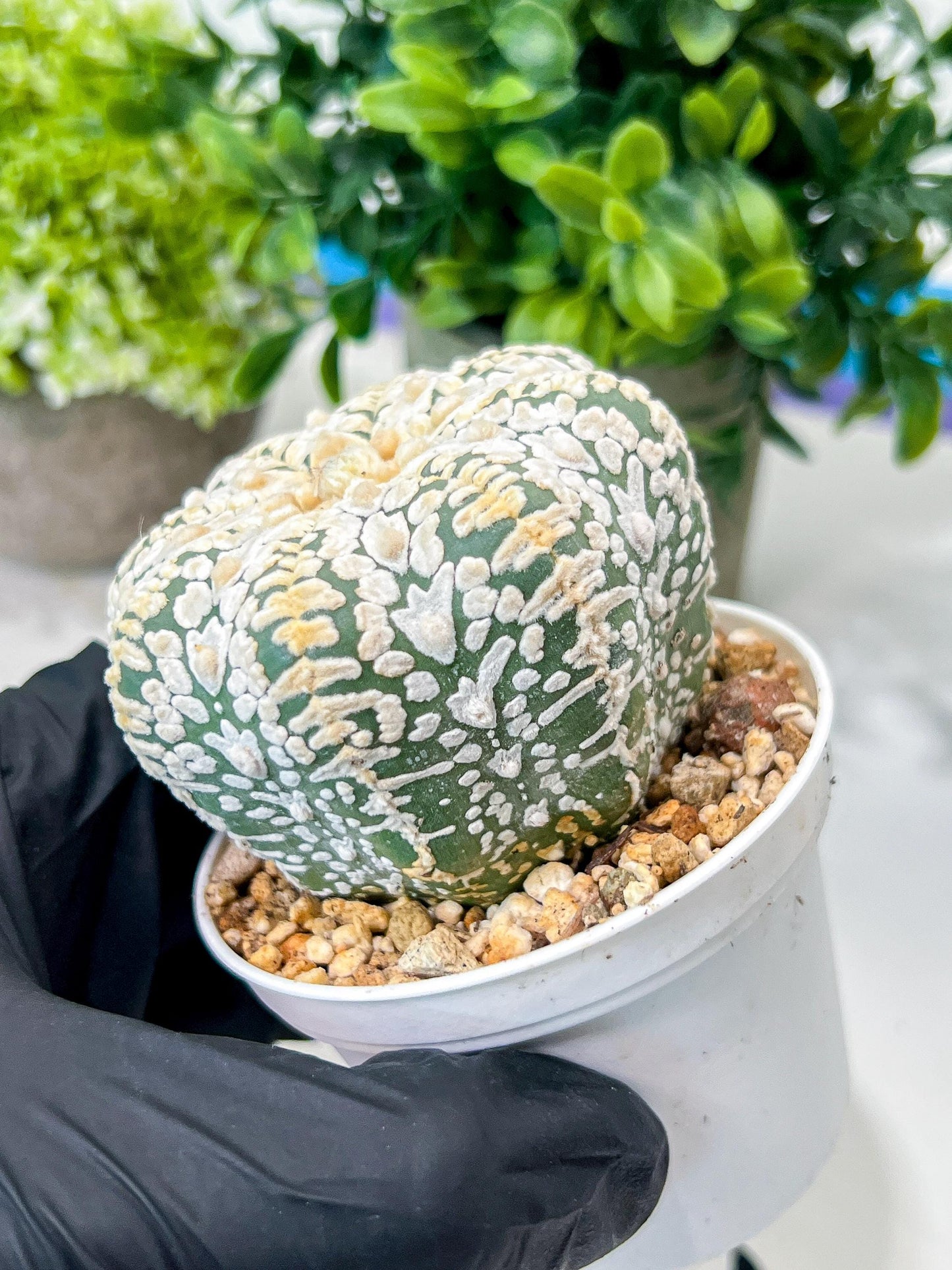 Custom Order- We’ll send you the exact live plant pictured (T8) (b7) | Nevada Plant Seller | 3" Pot