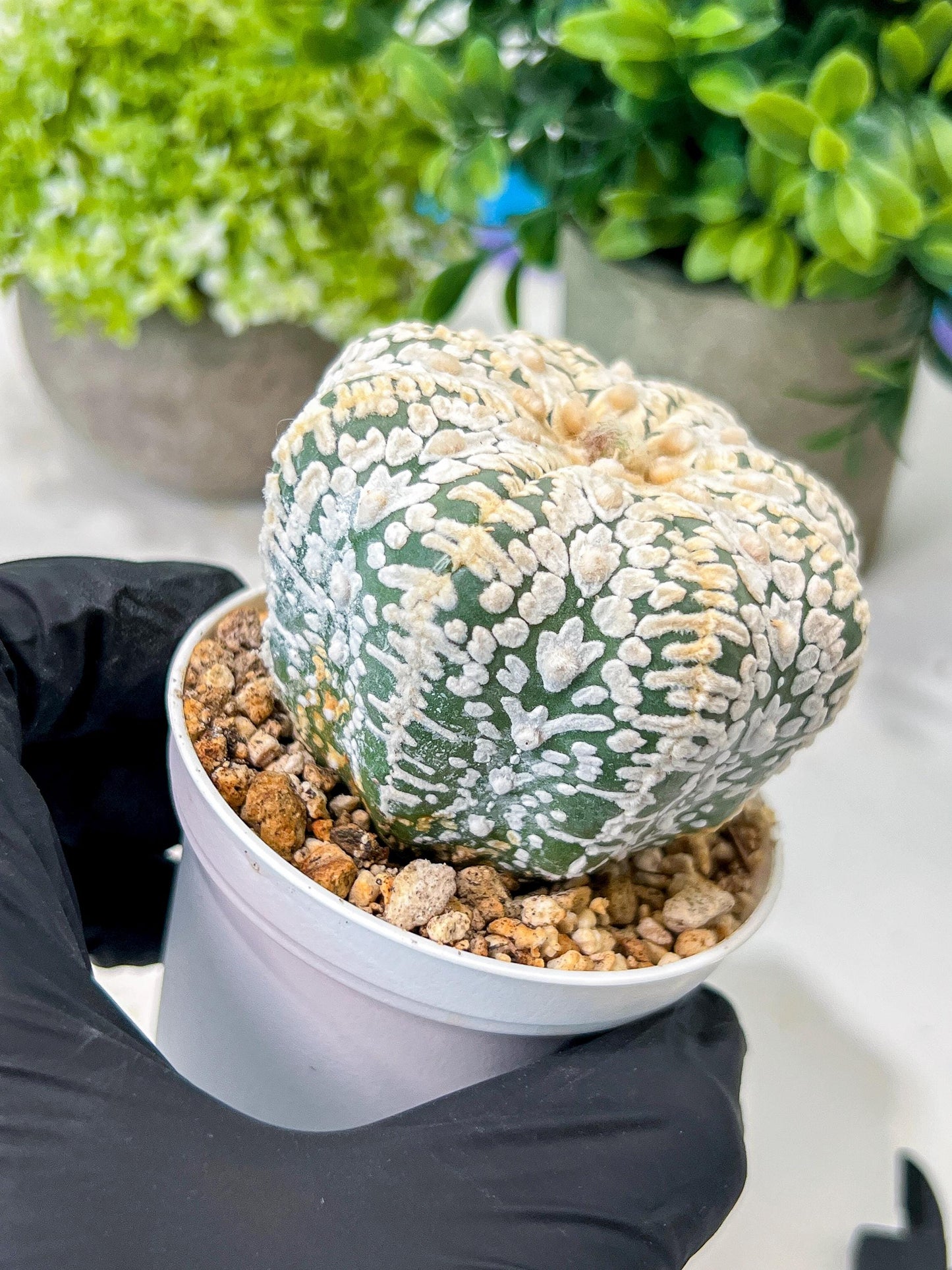Custom Order- We’ll send you the exact live plant pictured (T8) (b7) | Nevada Plant Seller | 3" Pot