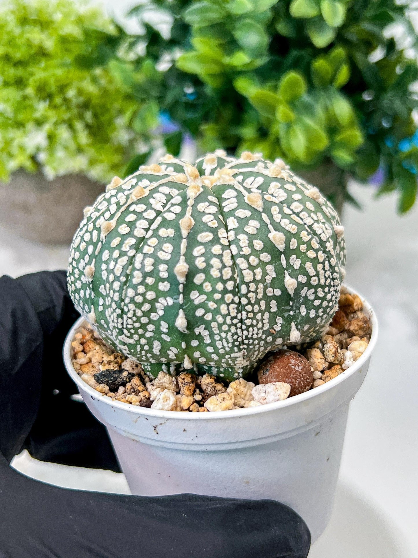Custom Order- We’ll send you the exact live plant pictured (T8) (g1) | Imported From Japan | 3" Pot