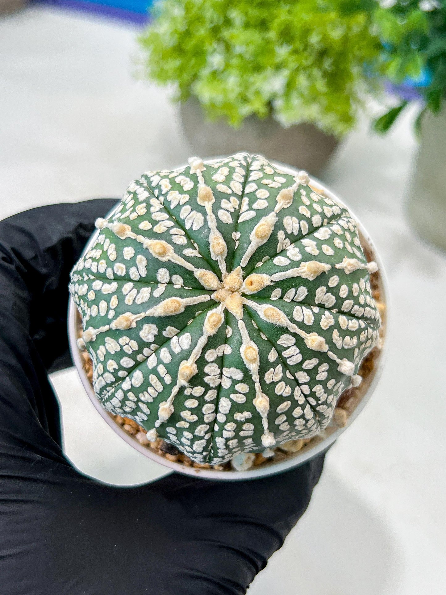 Custom Order- We’ll send you the exact live plant pictured (T8) (g1) | Imported From Japan | 3" Pot