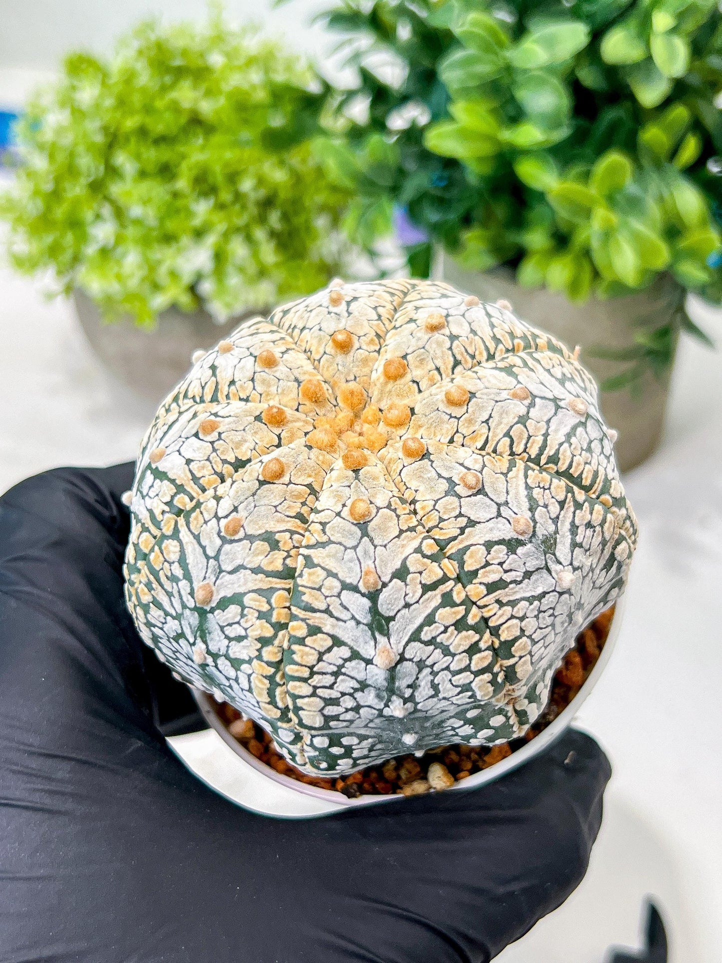 Custom Order- We’ll send you the exact live plant pictured (T8) (g2) | Las Vegas Plant Shop | 3" Pot
