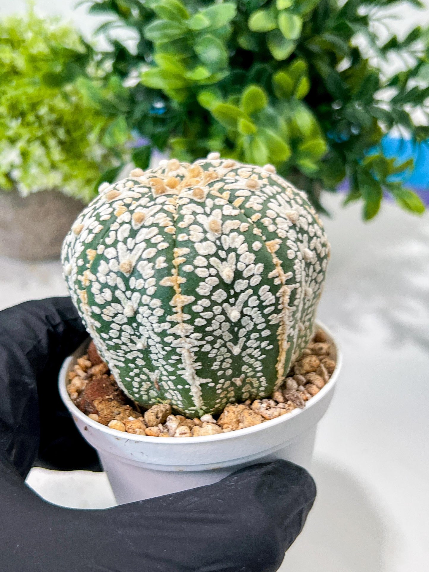 Custom Order- We’ll send you the exact live plant pictured (T8) (g3) | SHIP from USA | 3" Pot
