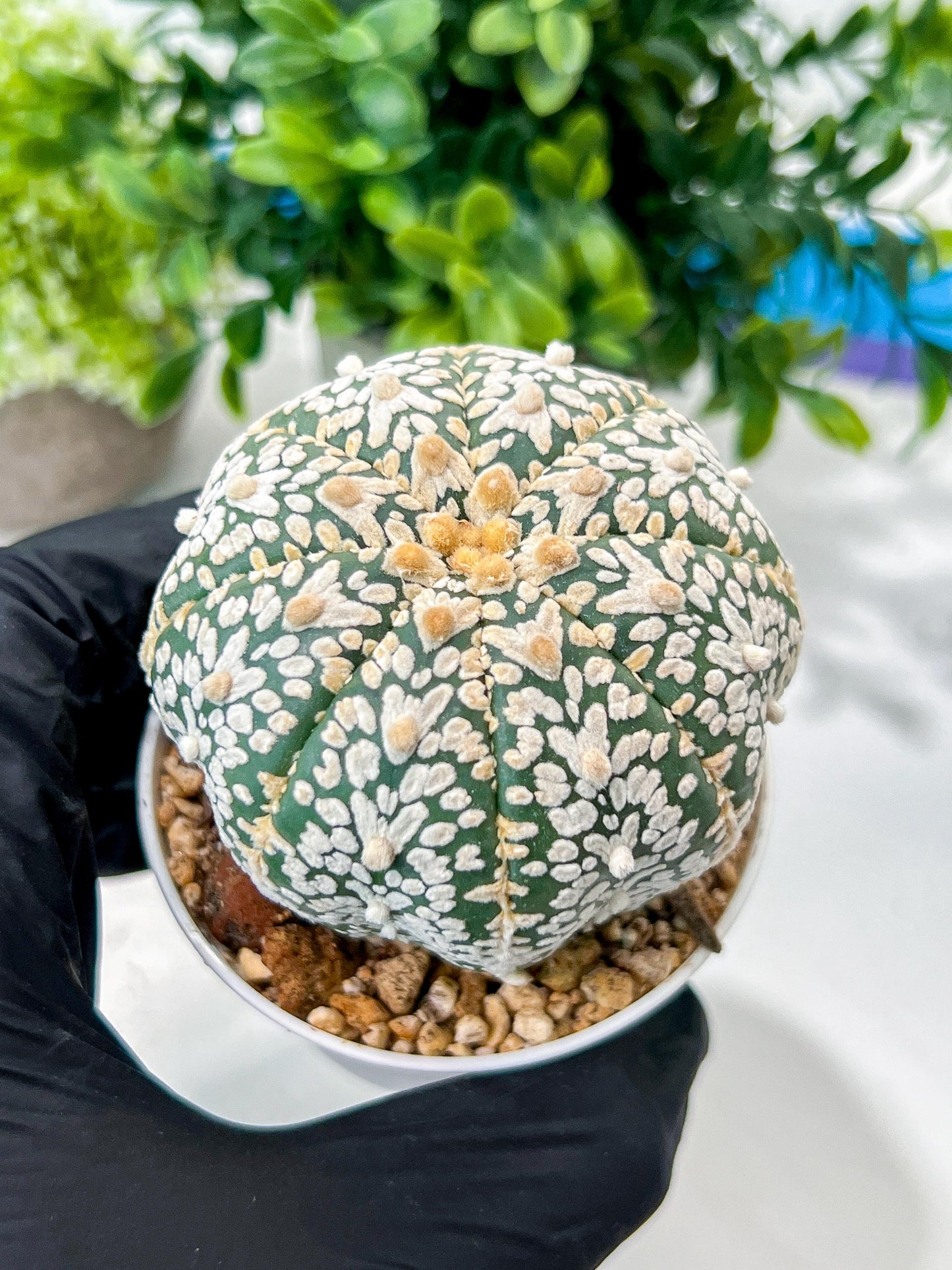 Custom Order- We’ll send you the exact live plant pictured (T8) (g3) | SHIP from USA | 3" Pot