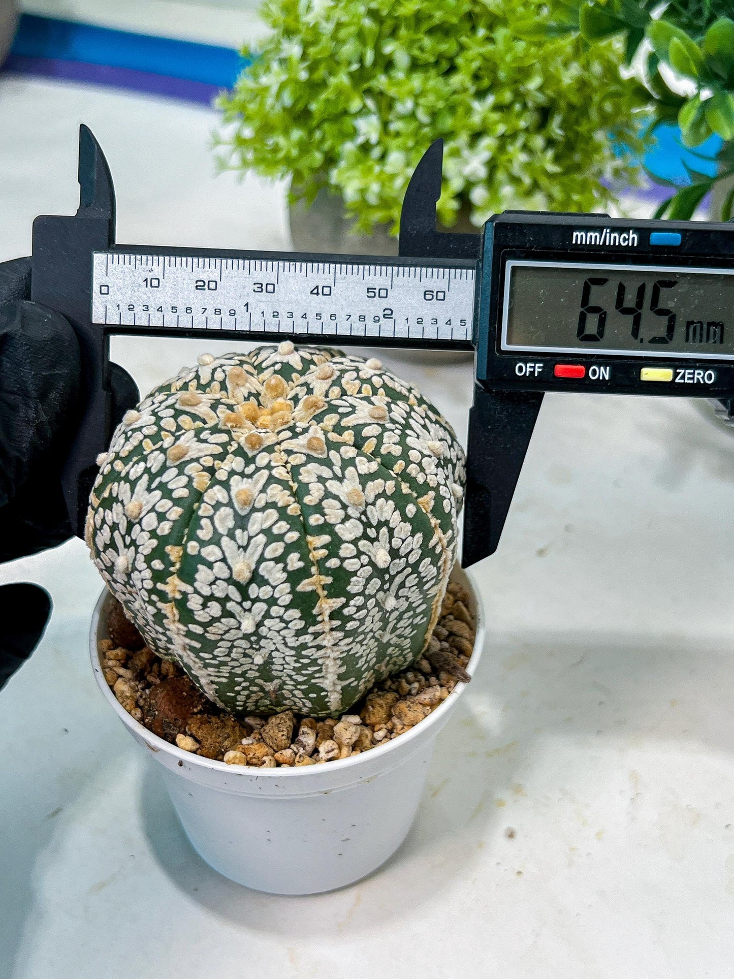 Custom Order- We’ll send you the exact live plant pictured (T8) (g3) | SHIP from USA | 3" Pot