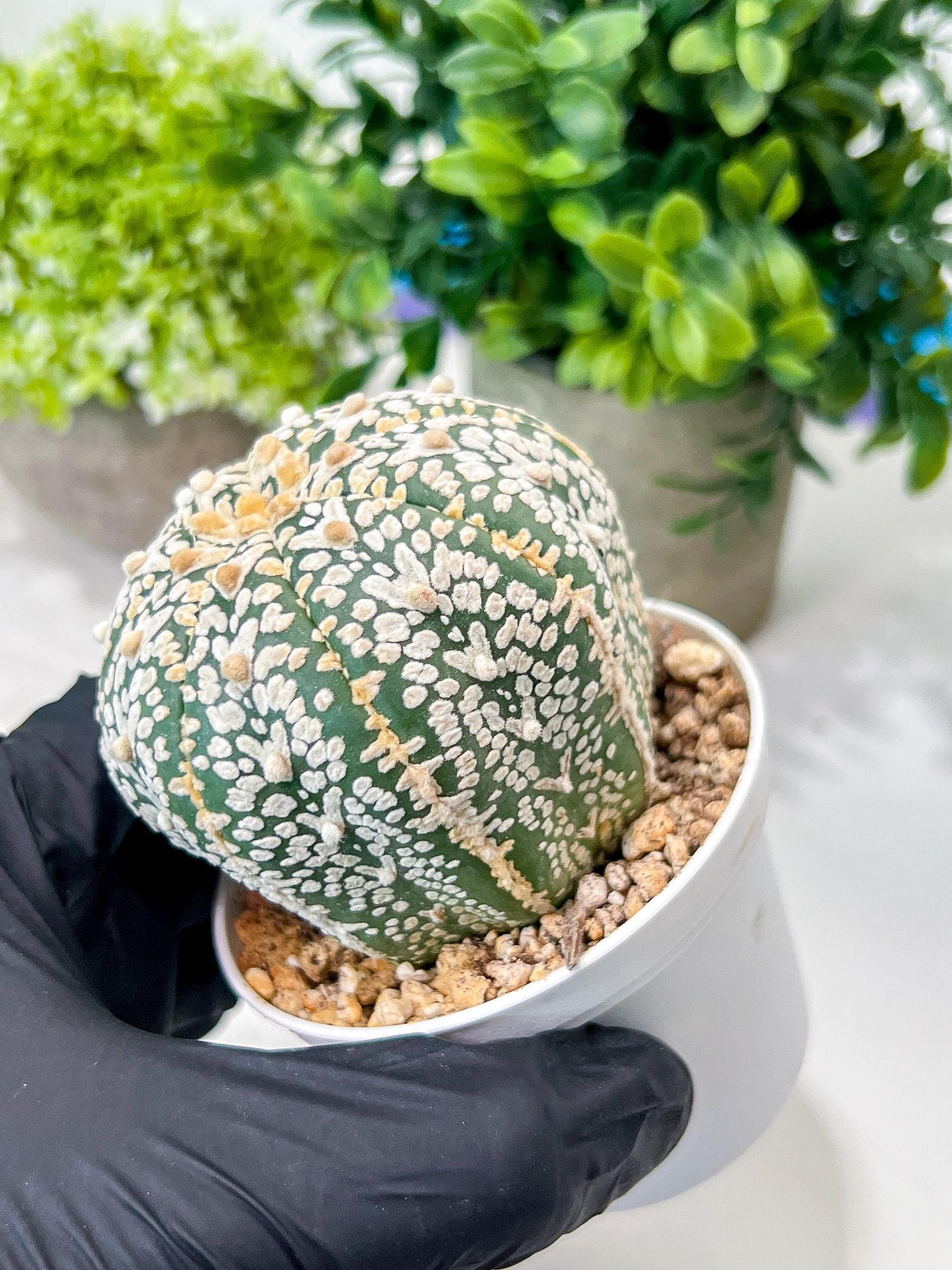 Custom Order- We’ll send you the exact live plant pictured (T8) (g3) | SHIP from USA | 3" Pot