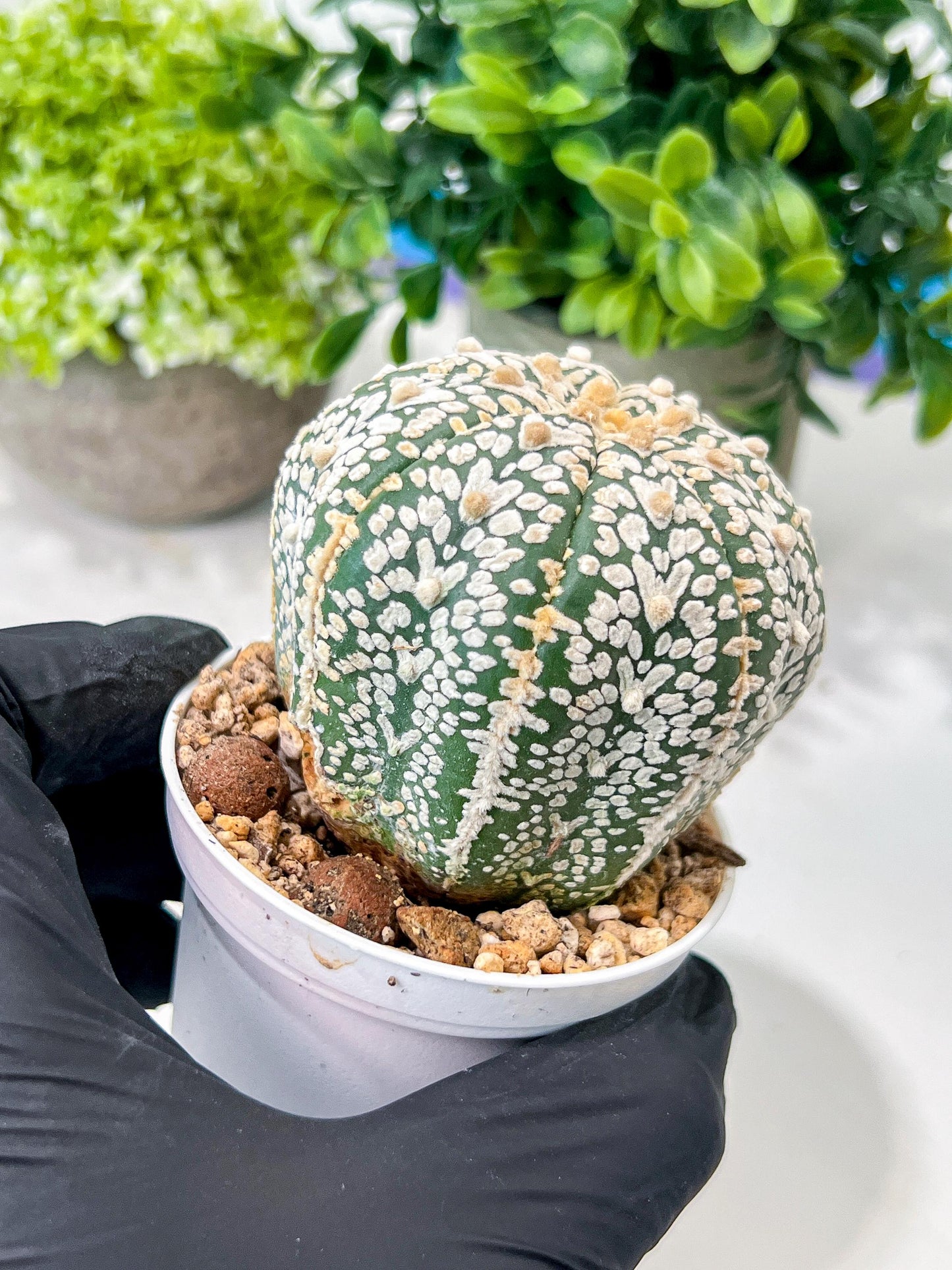 Custom Order- We’ll send you the exact live plant pictured (T8) (g3) | SHIP from USA | 3" Pot