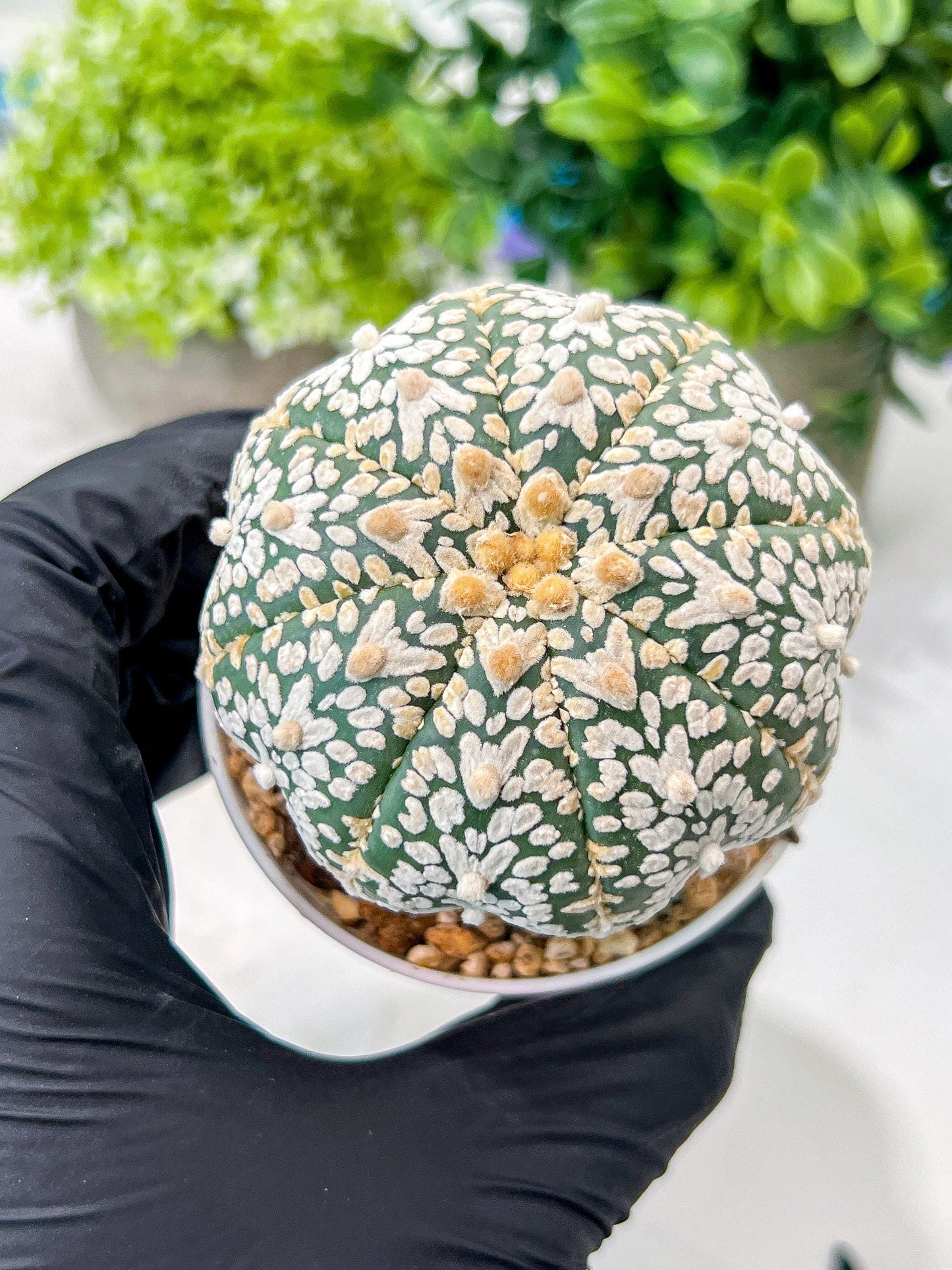 Custom Order- We’ll send you the exact live plant pictured (T8) (g3) | SHIP from USA | 3" Pot