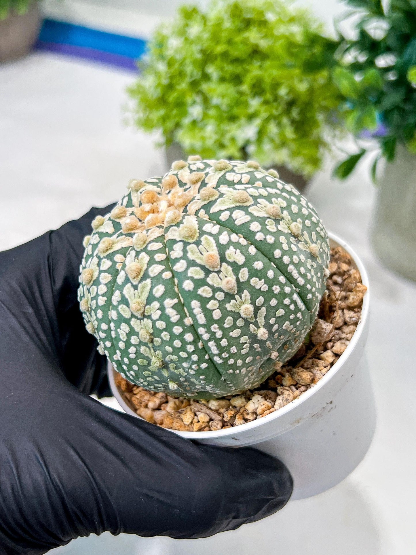 Custom Order- We’ll send you the exact live plant pictured (T8) (g4) | Las Vegas PLANT SELLER| 3" Pot