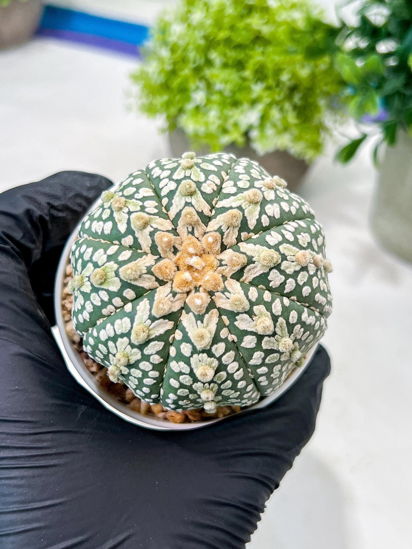 Custom Order- We’ll send you the exact live plant pictured (T8) (g4) | Las Vegas PLANT SELLER| 3" Pot