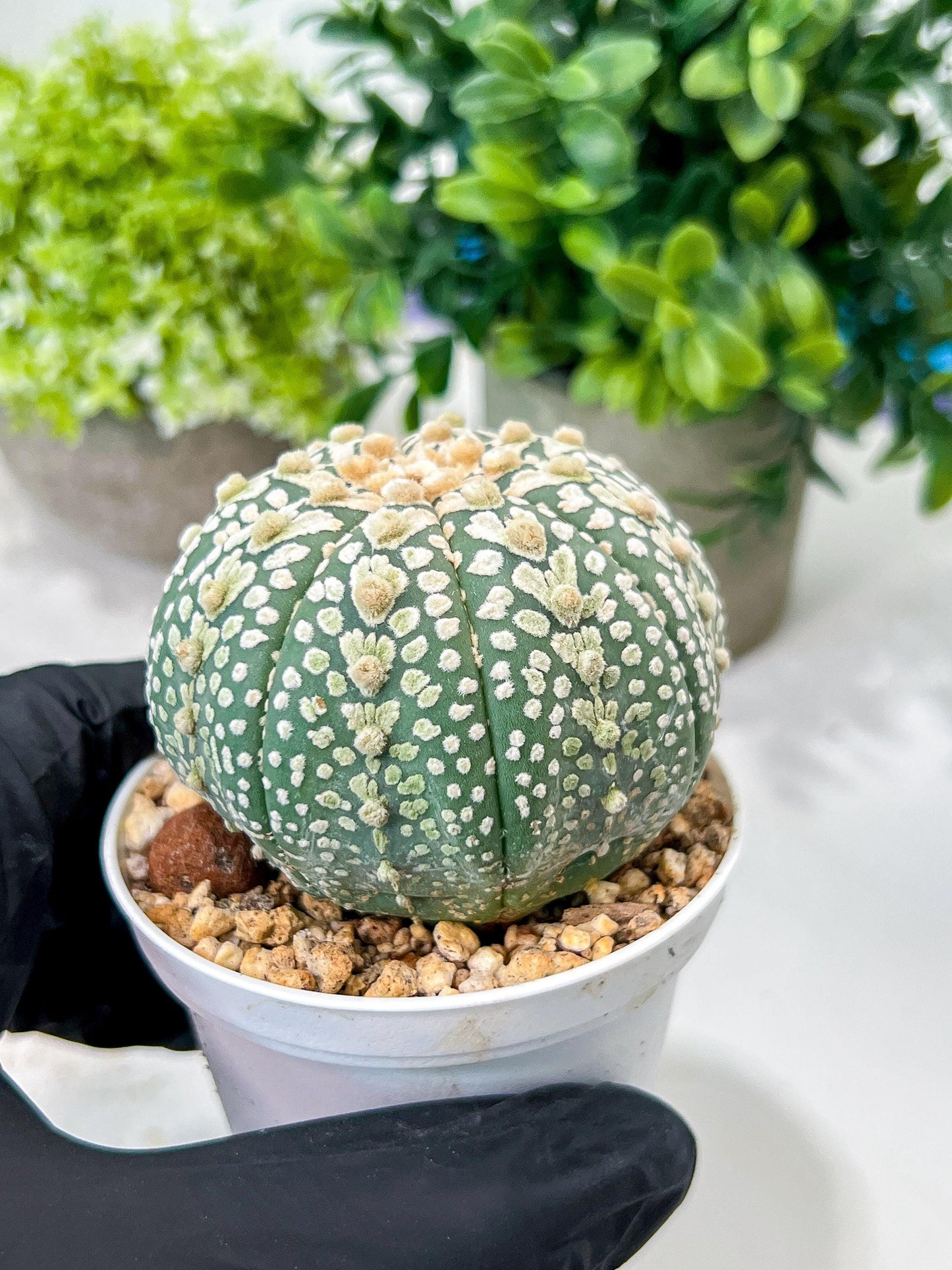 Custom Order- We’ll send you the exact live plant pictured (T8) (g4) | Las Vegas PLANT SELLER| 3" Pot