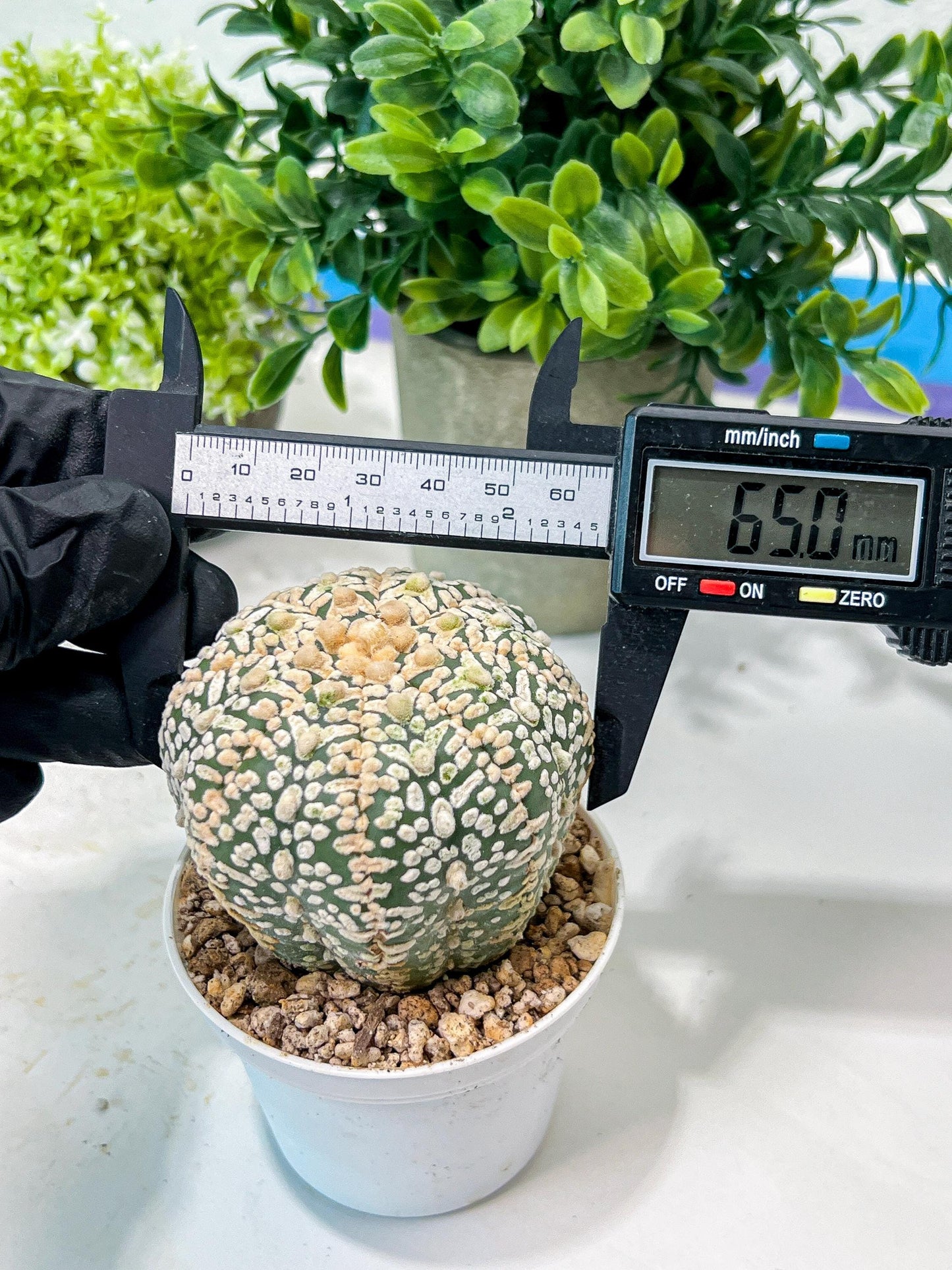 Custom Order- We’ll send you the exact live plant pictured (T8) (g5) | Las Vegas Plant Shp | 3" Pot