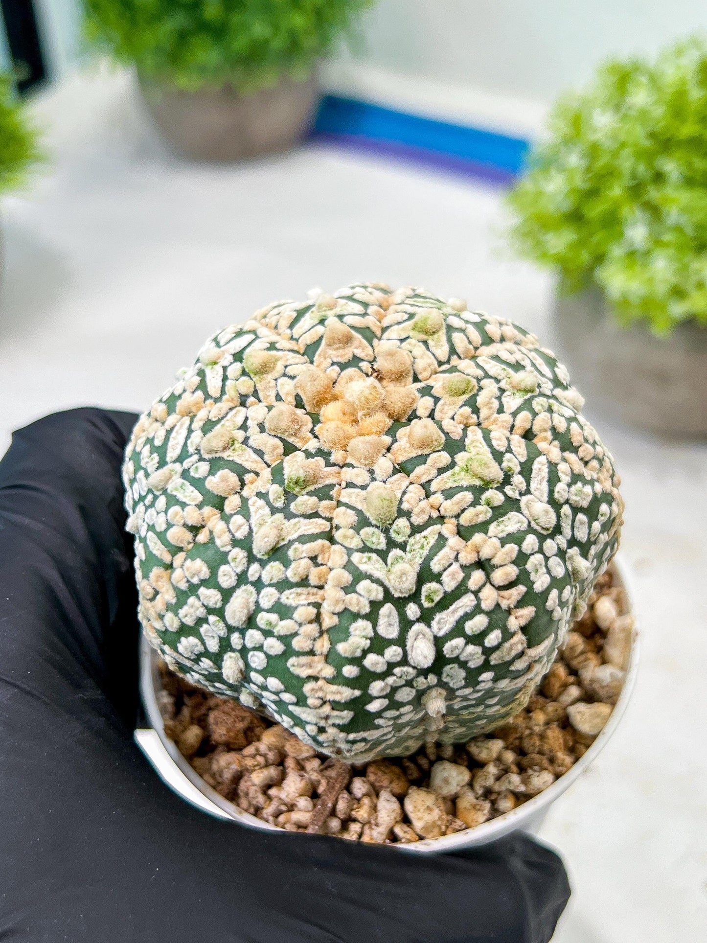 Custom Order- We’ll send you the exact live plant pictured (T8) (g5) | Las Vegas Plant Shp | 3" Pot