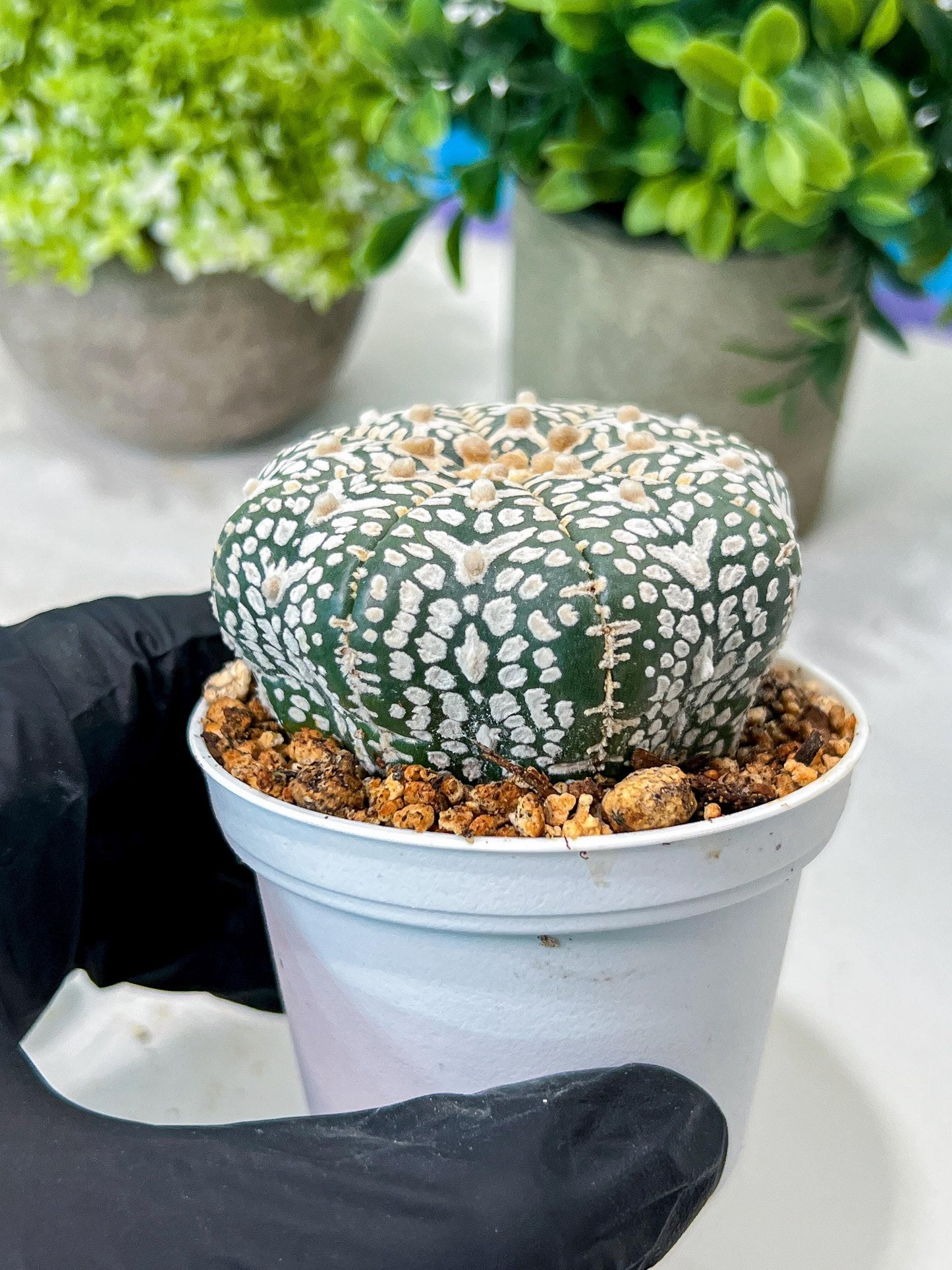 Custom Order- We’ll send you the exact live plant pictured (T8) (g6) | American Plant Seller | 3" Pot