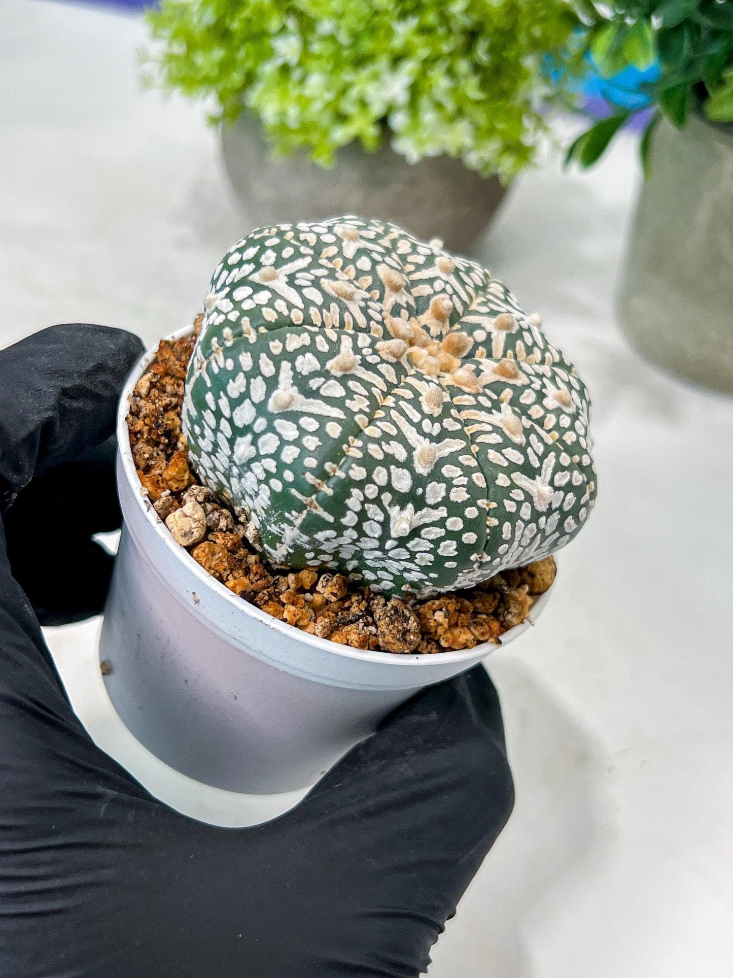 Custom Order- We’ll send you the exact live plant pictured (T8) (g6) | American Plant Seller | 3" Pot