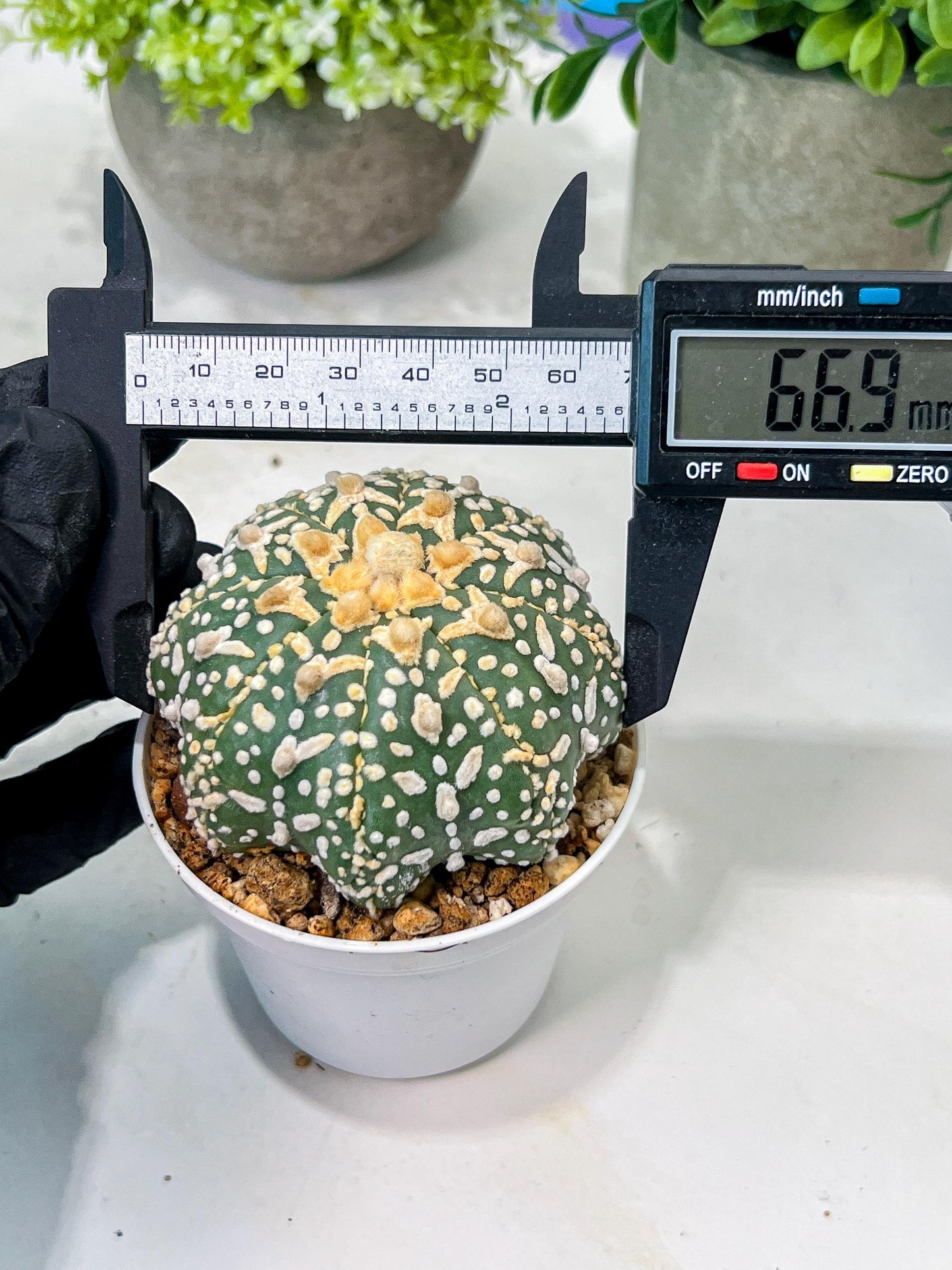 Custom Order- We’ll send you the exact live plant pictured (T8) (g7) | Nevada Plant Seller | 3" Pot