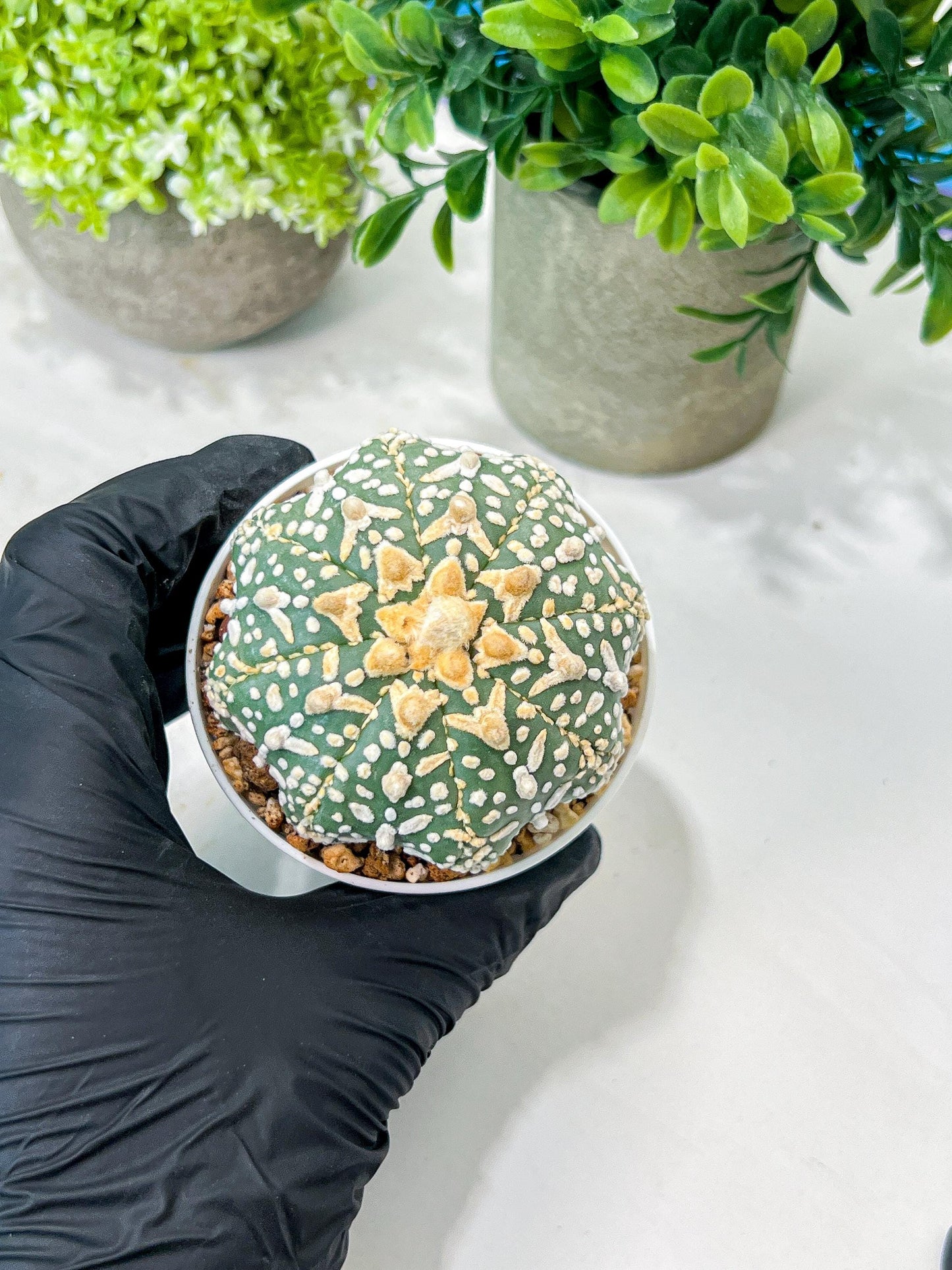 Custom Order- We’ll send you the exact live plant pictured (T8) (g7) | Nevada Plant Seller | 3" Pot