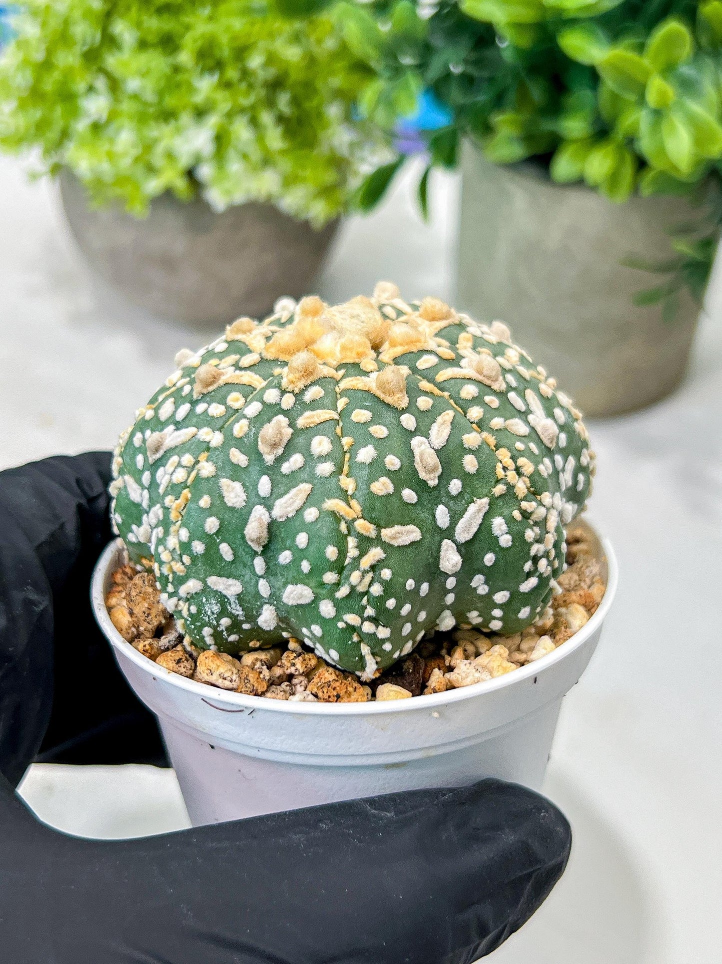 Custom Order- We’ll send you the exact live plant pictured (T8) (g7) | Nevada Plant Seller | 3" Pot