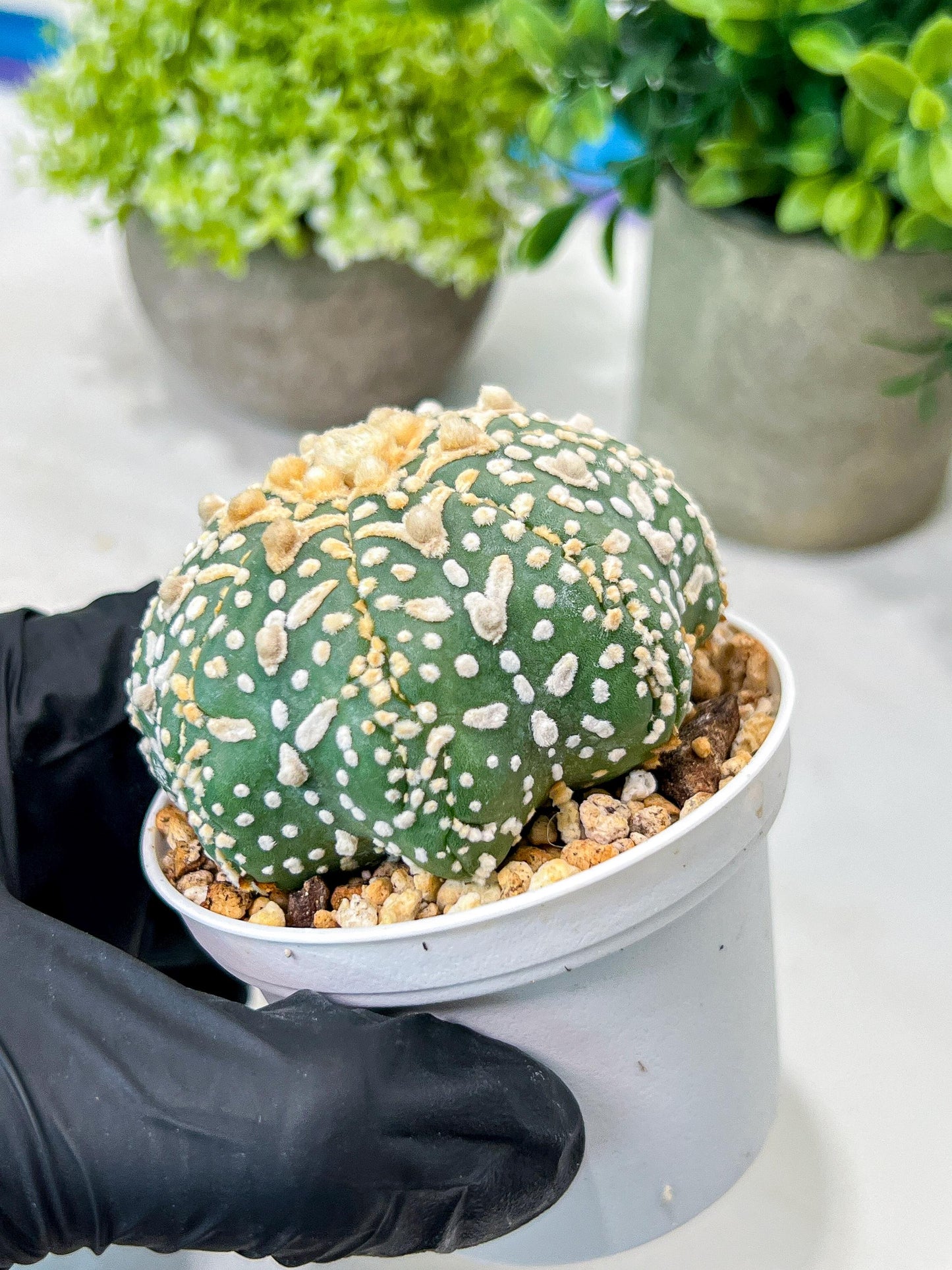 Custom Order- We’ll send you the exact live plant pictured (T8) (g7) | Nevada Plant Seller | 3" Pot