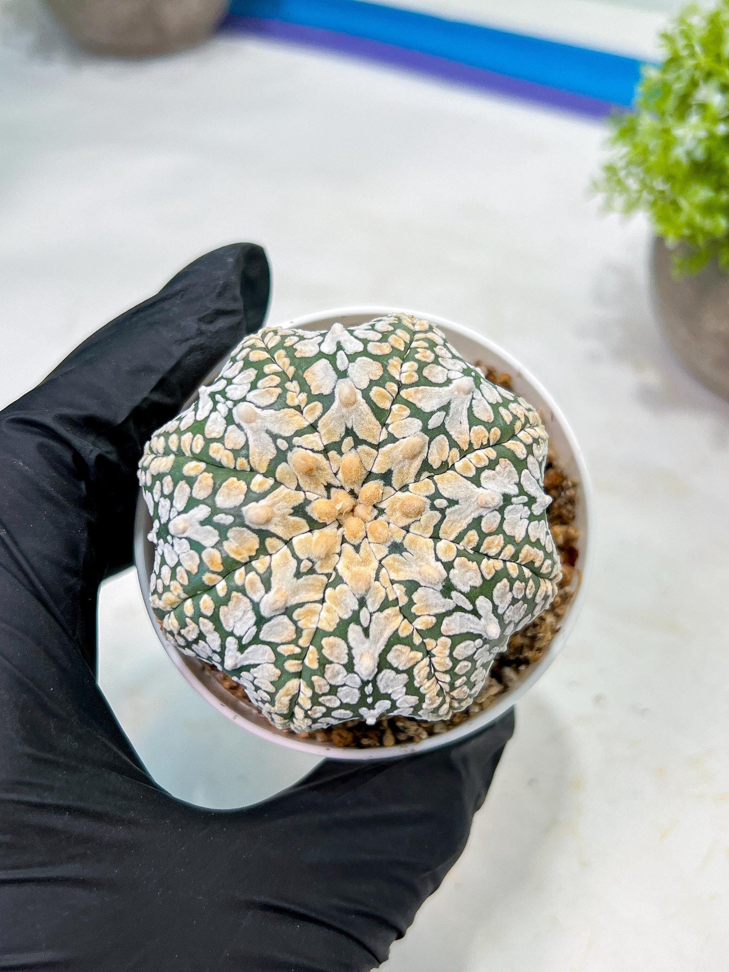 Custom Order- We’ll send you the exact live plant pictured (T9) (g1) | Imported From Japan | 3" Pot