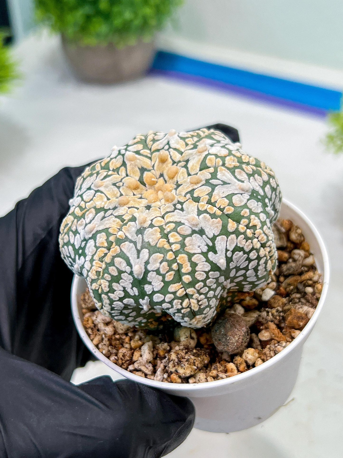 Custom Order- We’ll send you the exact live plant pictured (T9) (g1) | Imported From Japan | 3" Pot