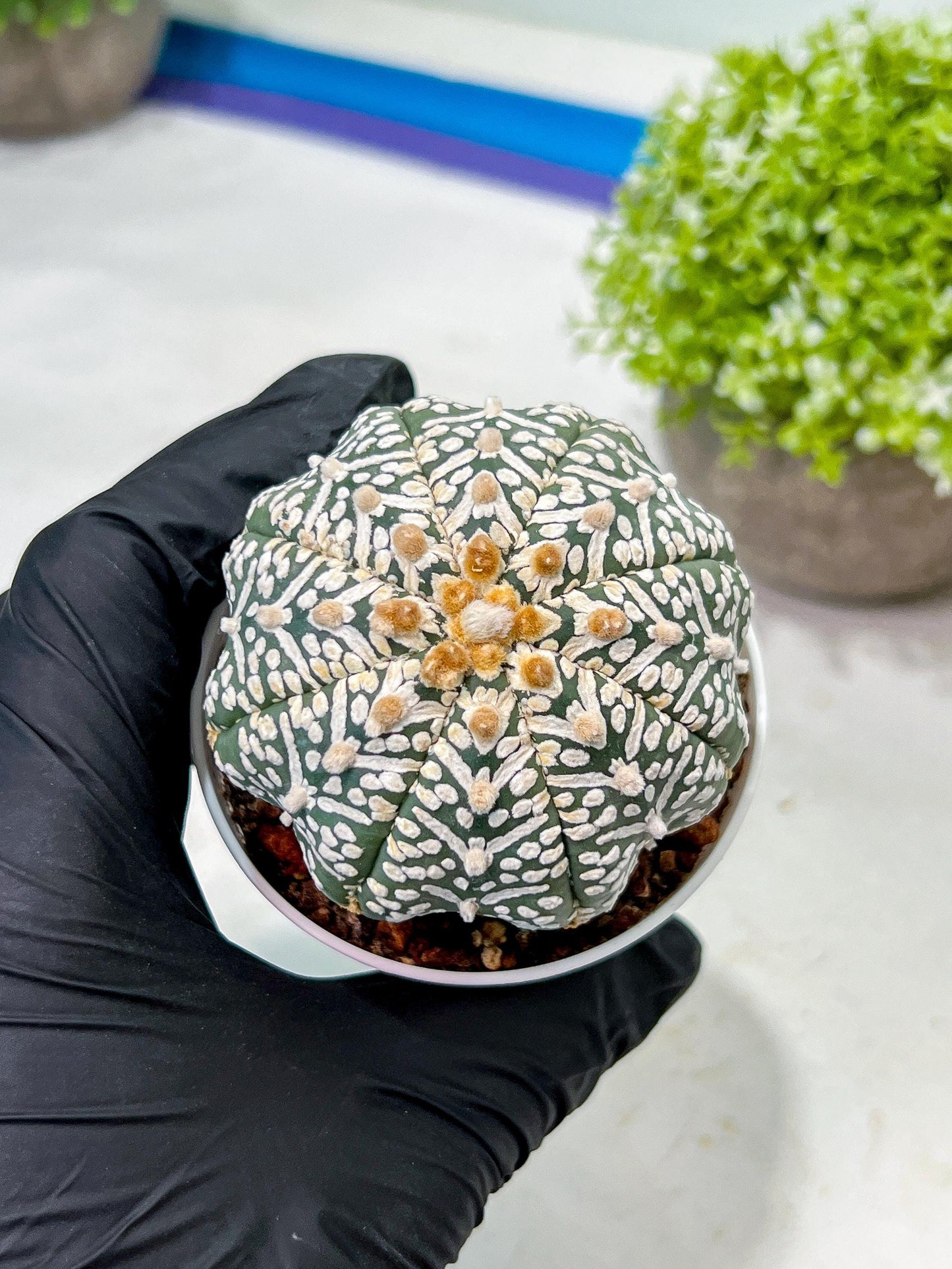 Custom Order- We’ll send you the exact live plant pictured (T9) (g2) | Las Vegas Plant Shop | 3" Pot
