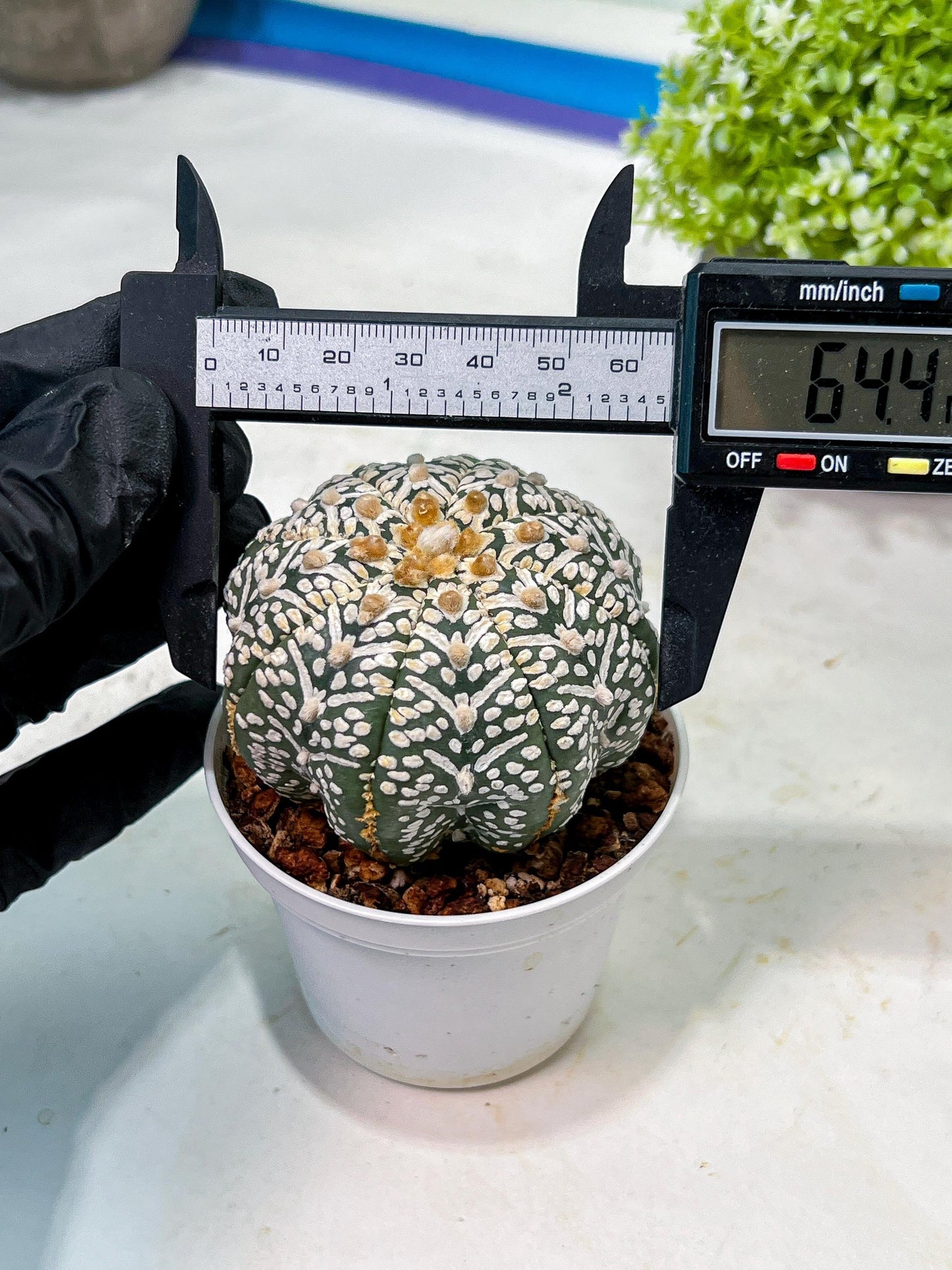 Custom Order- We’ll send you the exact live plant pictured (T9) (g2) | Las Vegas Plant Shop | 3" Pot