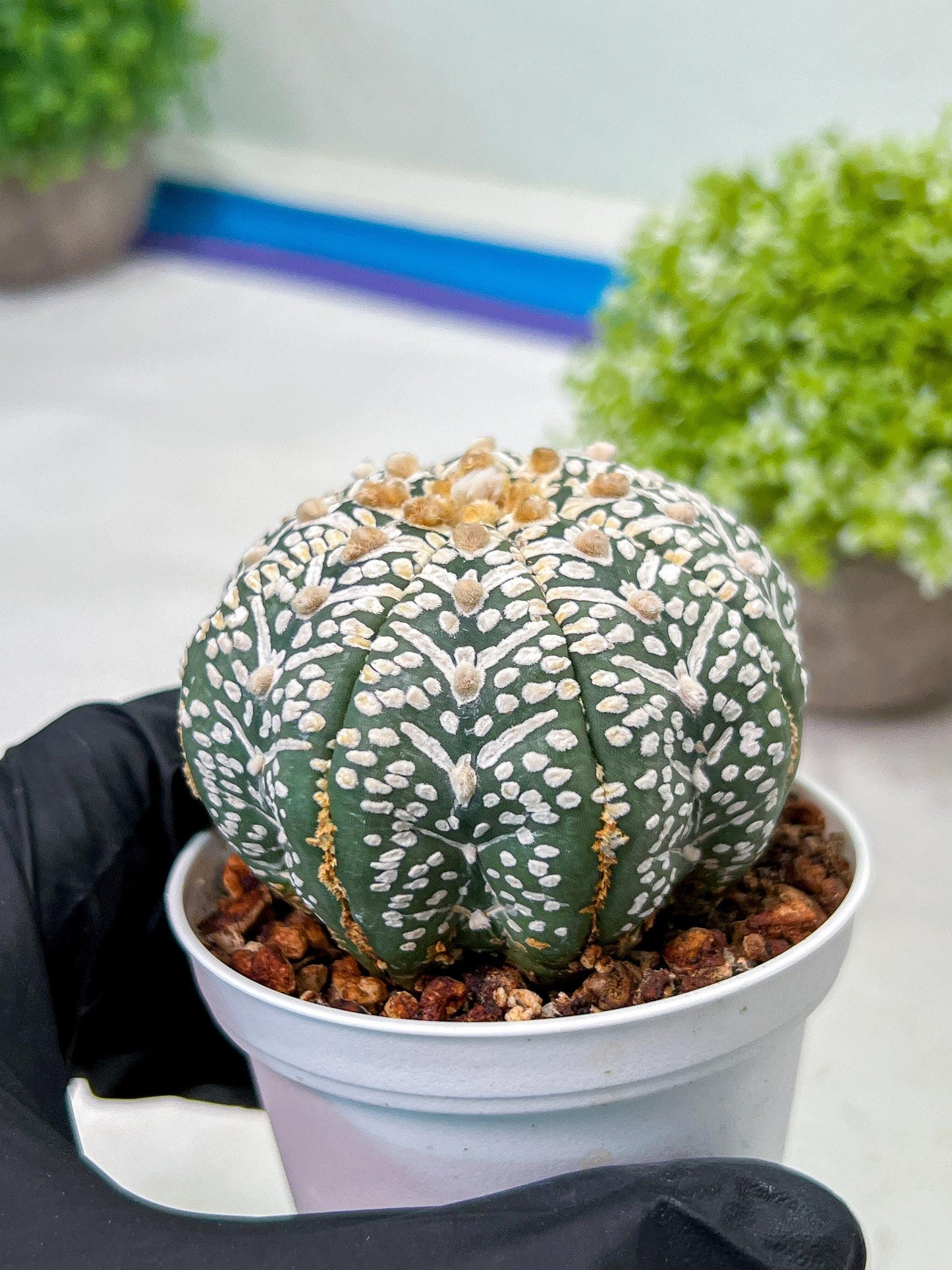 Custom Order- We’ll send you the exact live plant pictured (T9) (g2) | Las Vegas Plant Shop | 3" Pot
