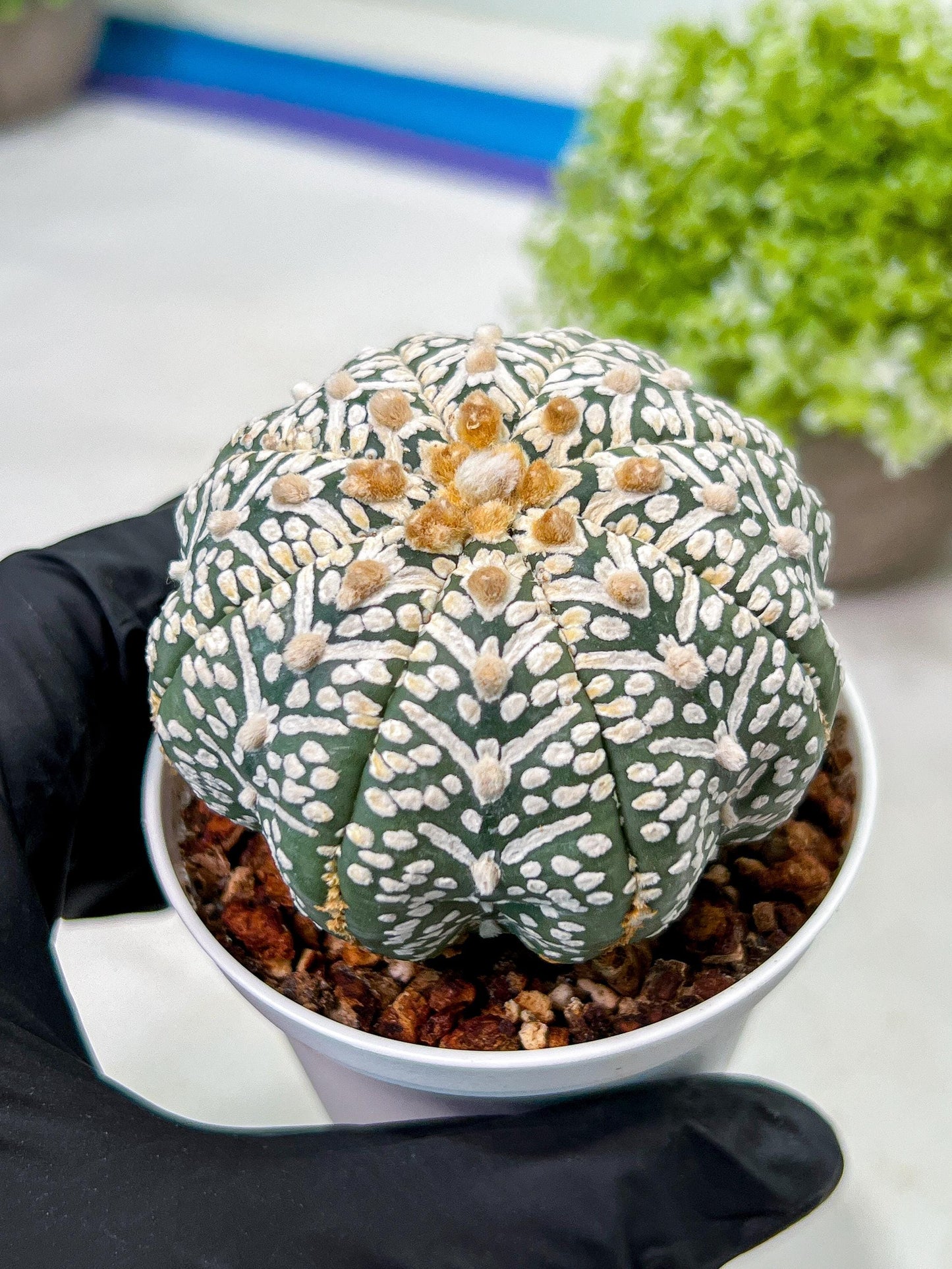 Custom Order- We’ll send you the exact live plant pictured (T9) (g2) | Las Vegas Plant Shop | 3" Pot